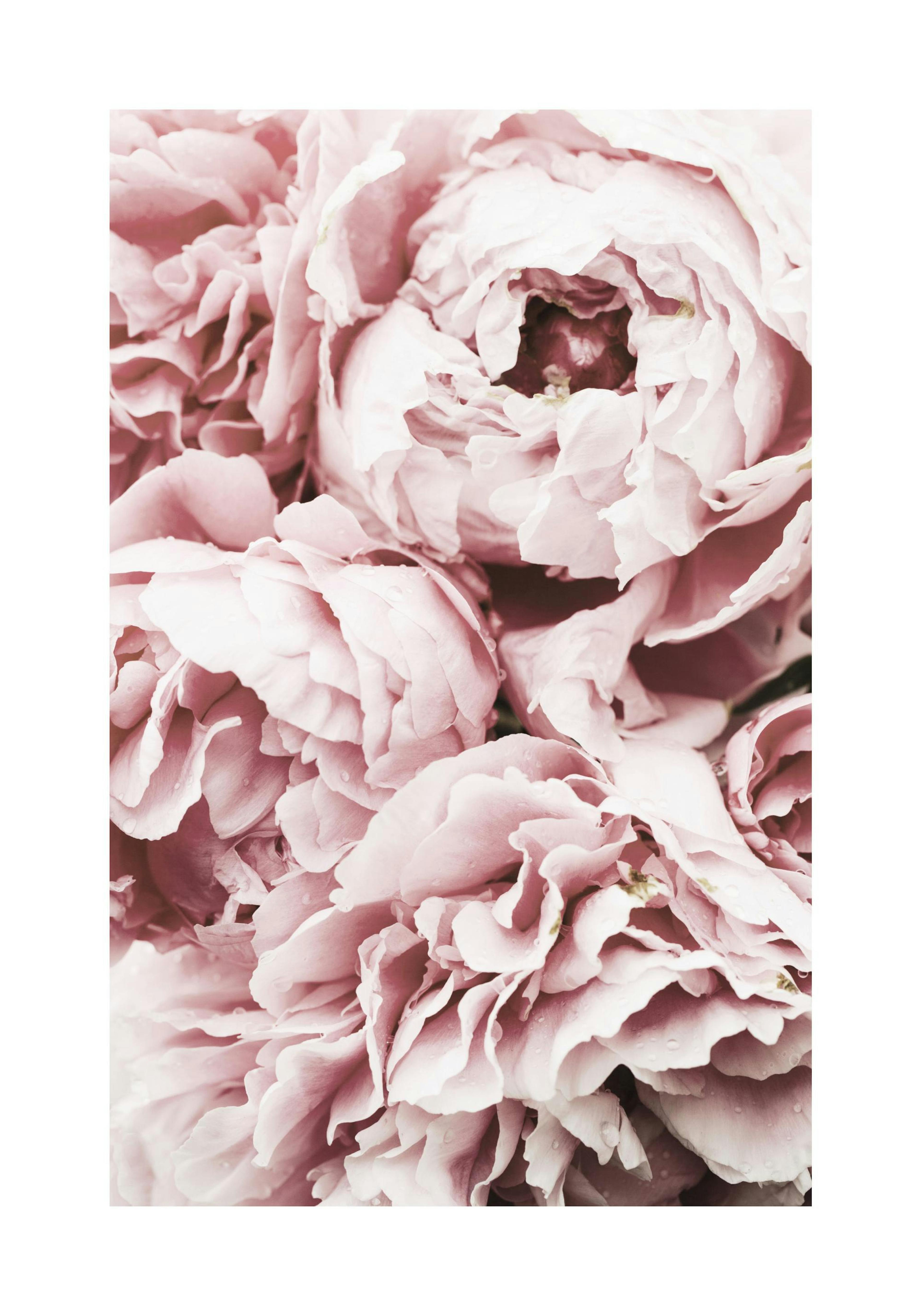 Pink Peony Dream Poster thumbnail