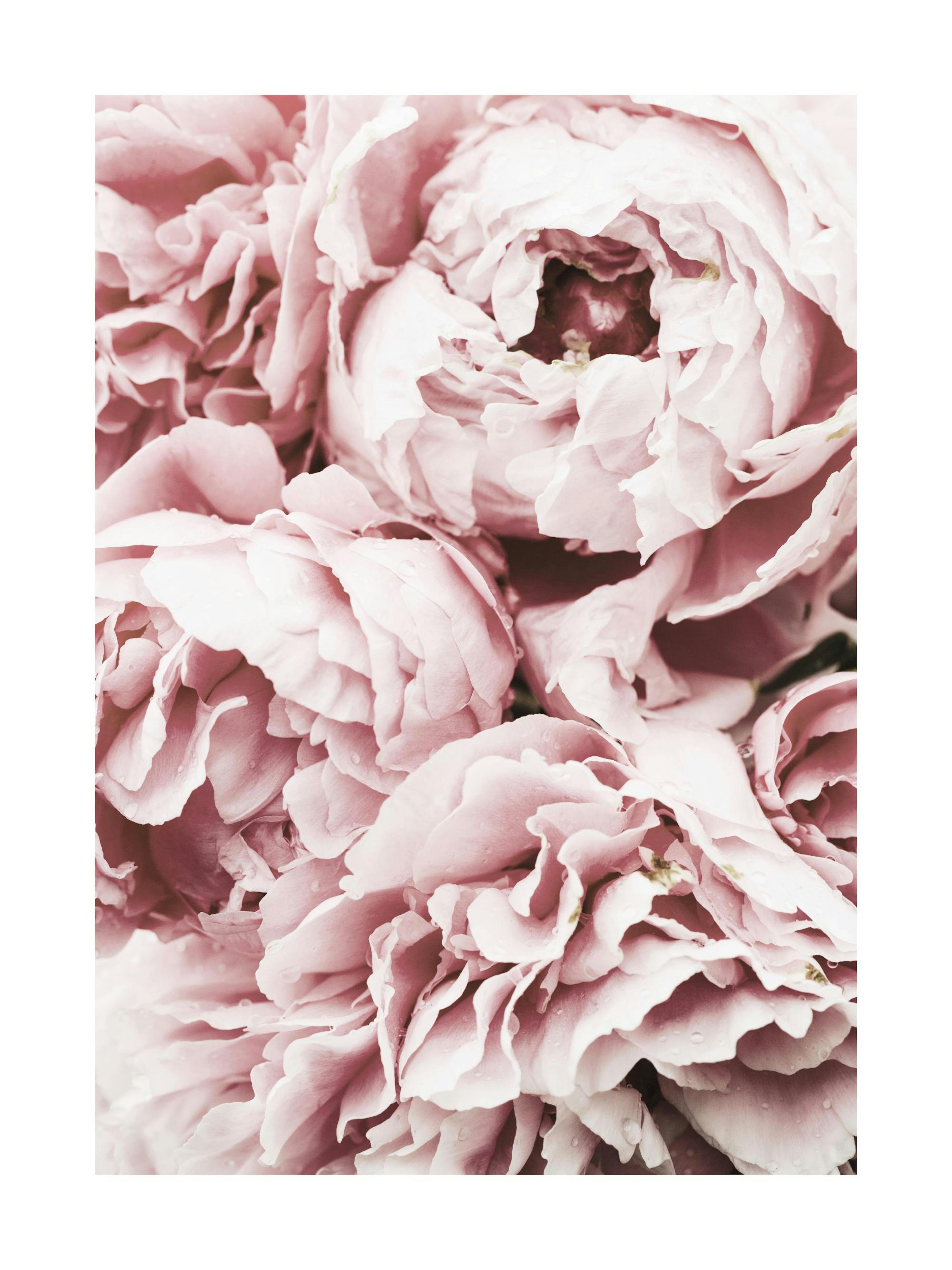 Pink Pæon Drøm Plakat 0