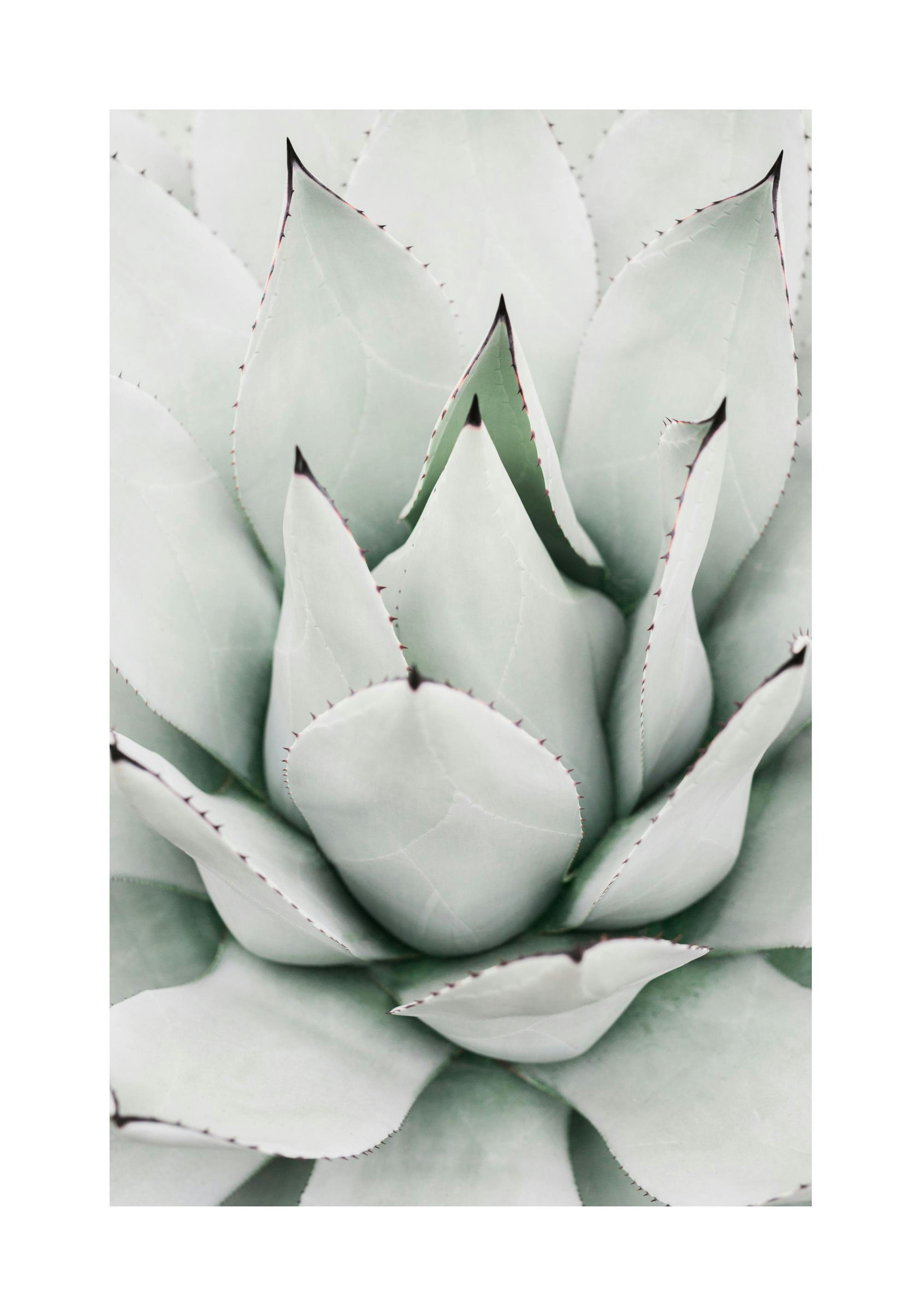 Green Agave Poster thumbnail