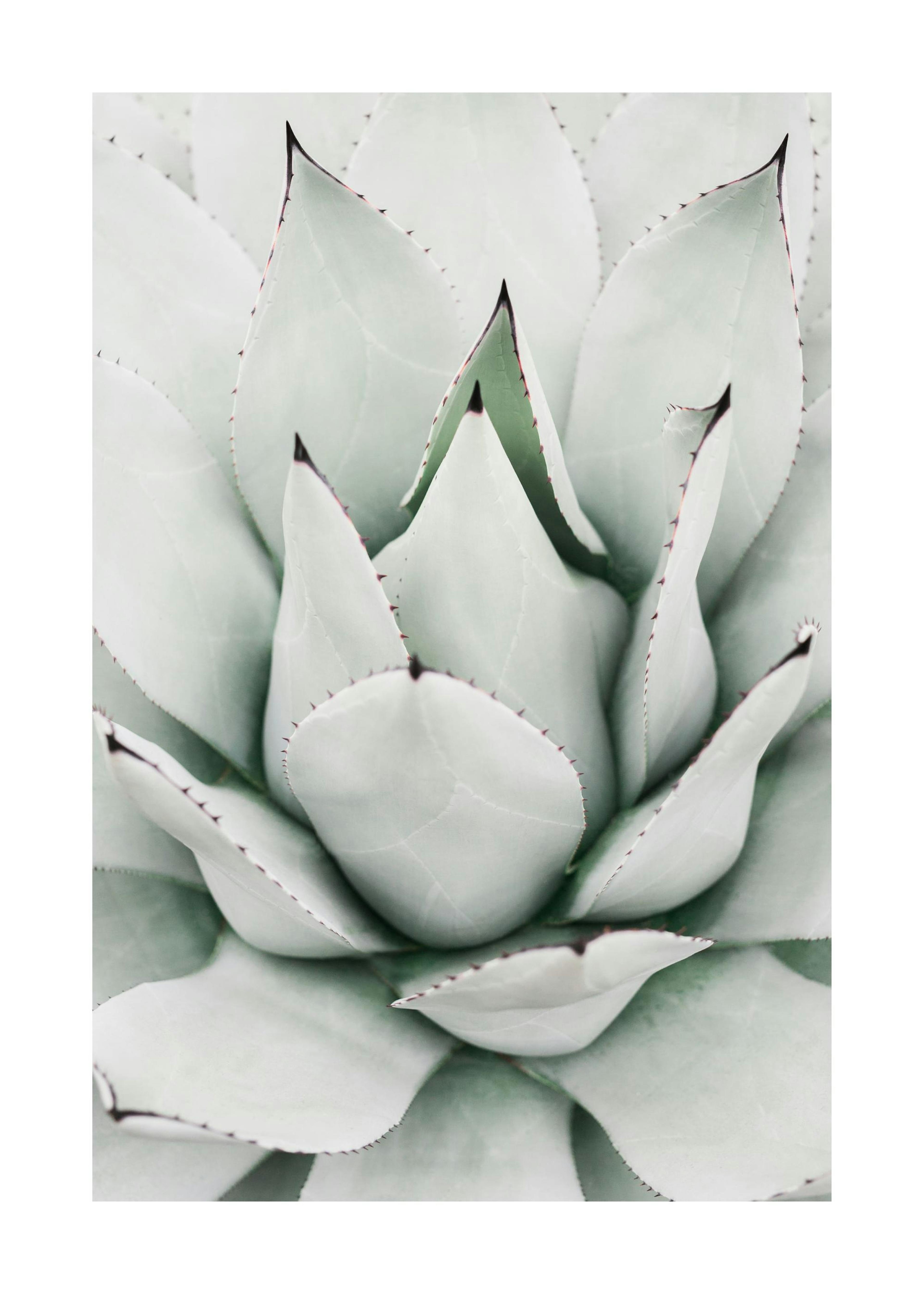 Green Agave Poster 0