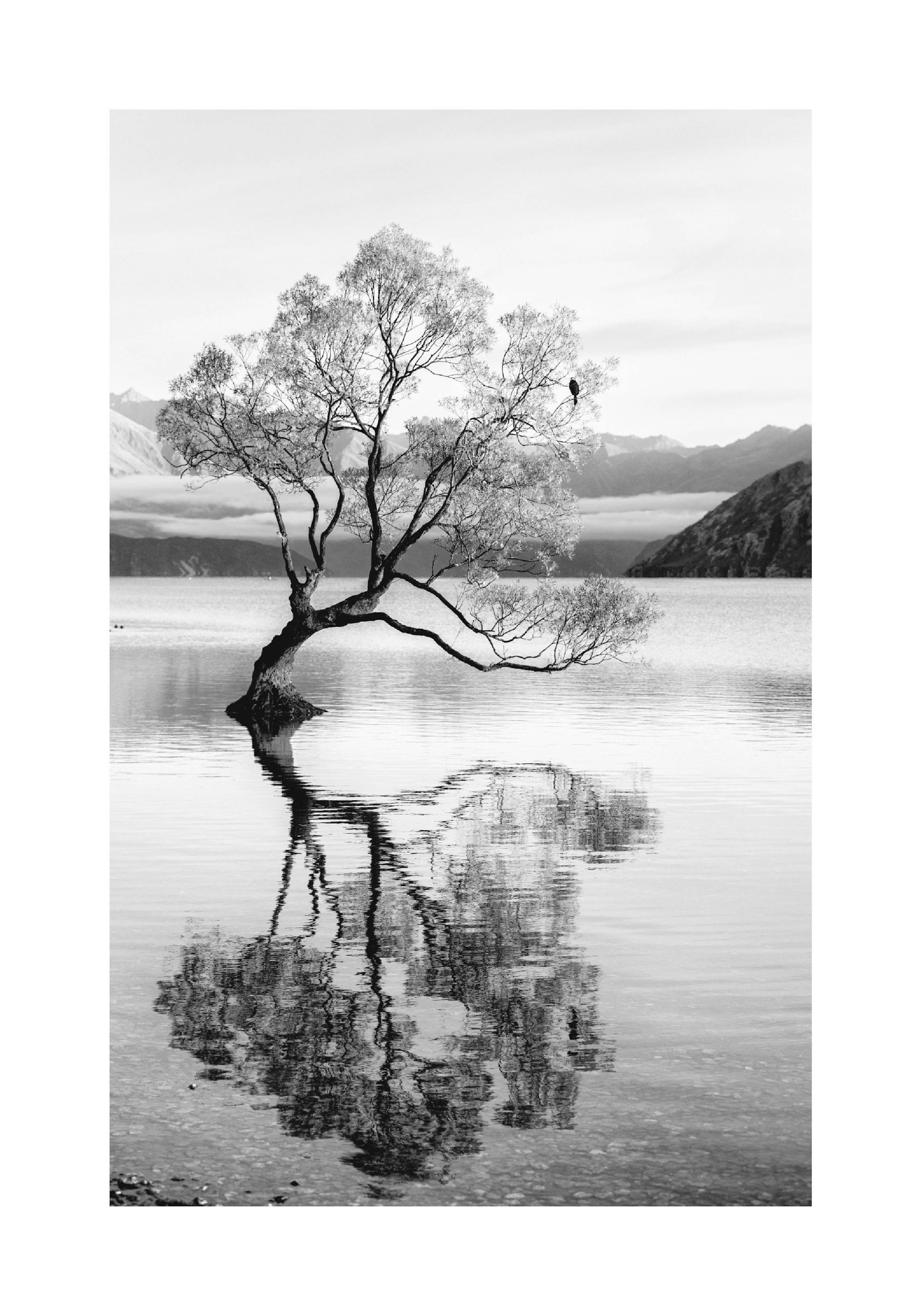 Tree Reflection Poster thumbnail