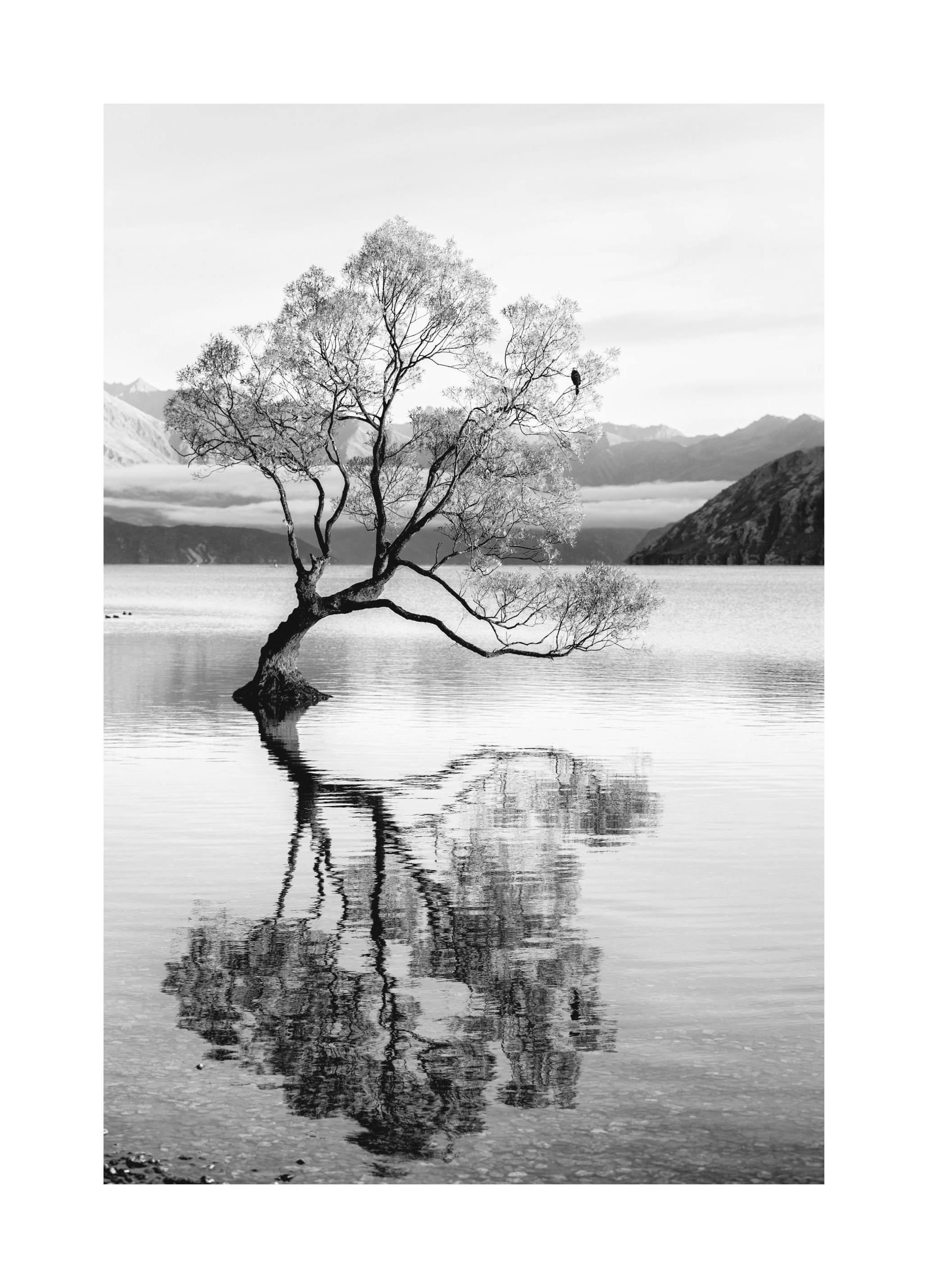 Tree Reflection Poster (21x30 cm) - Poster Store