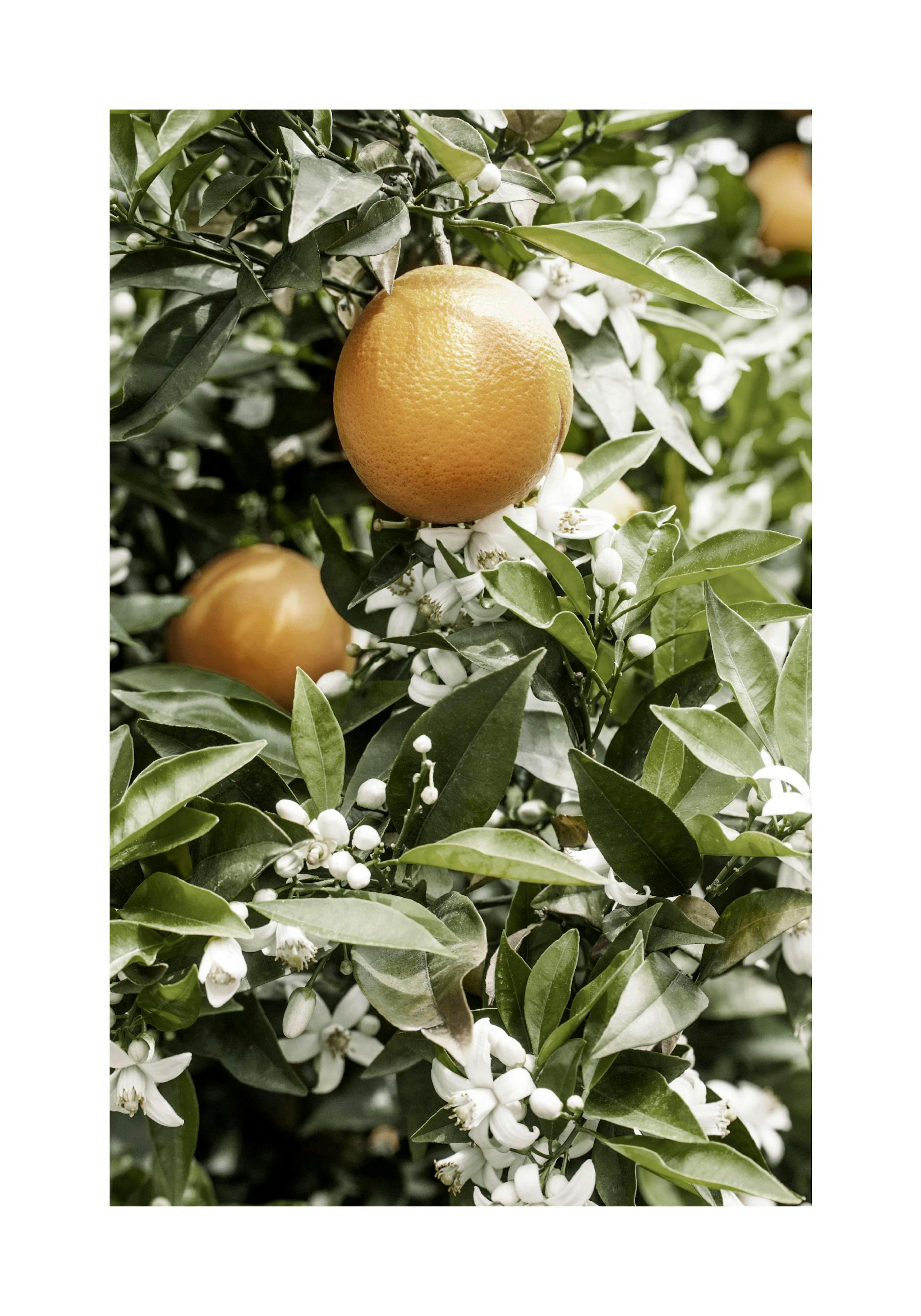 Orange Tree Poster thumbnail