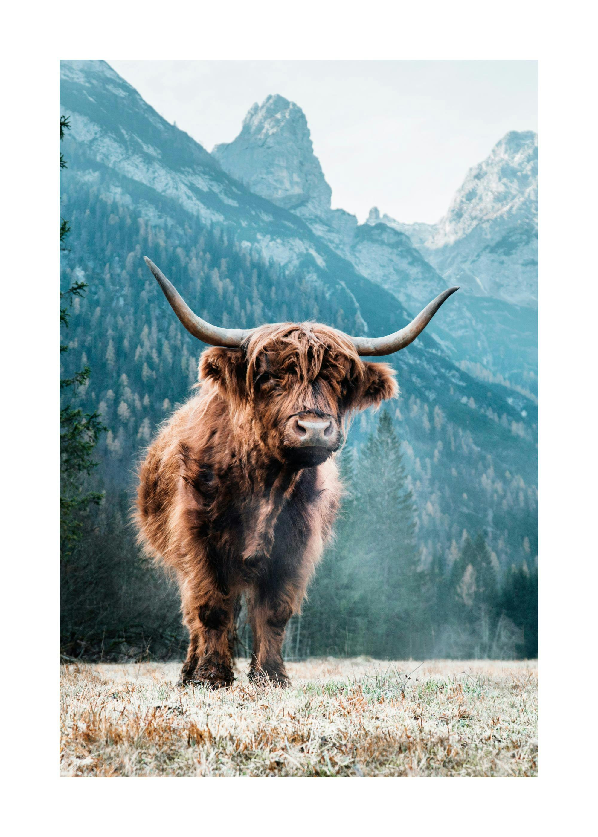 Dolomites Vache Highland Poster 0
