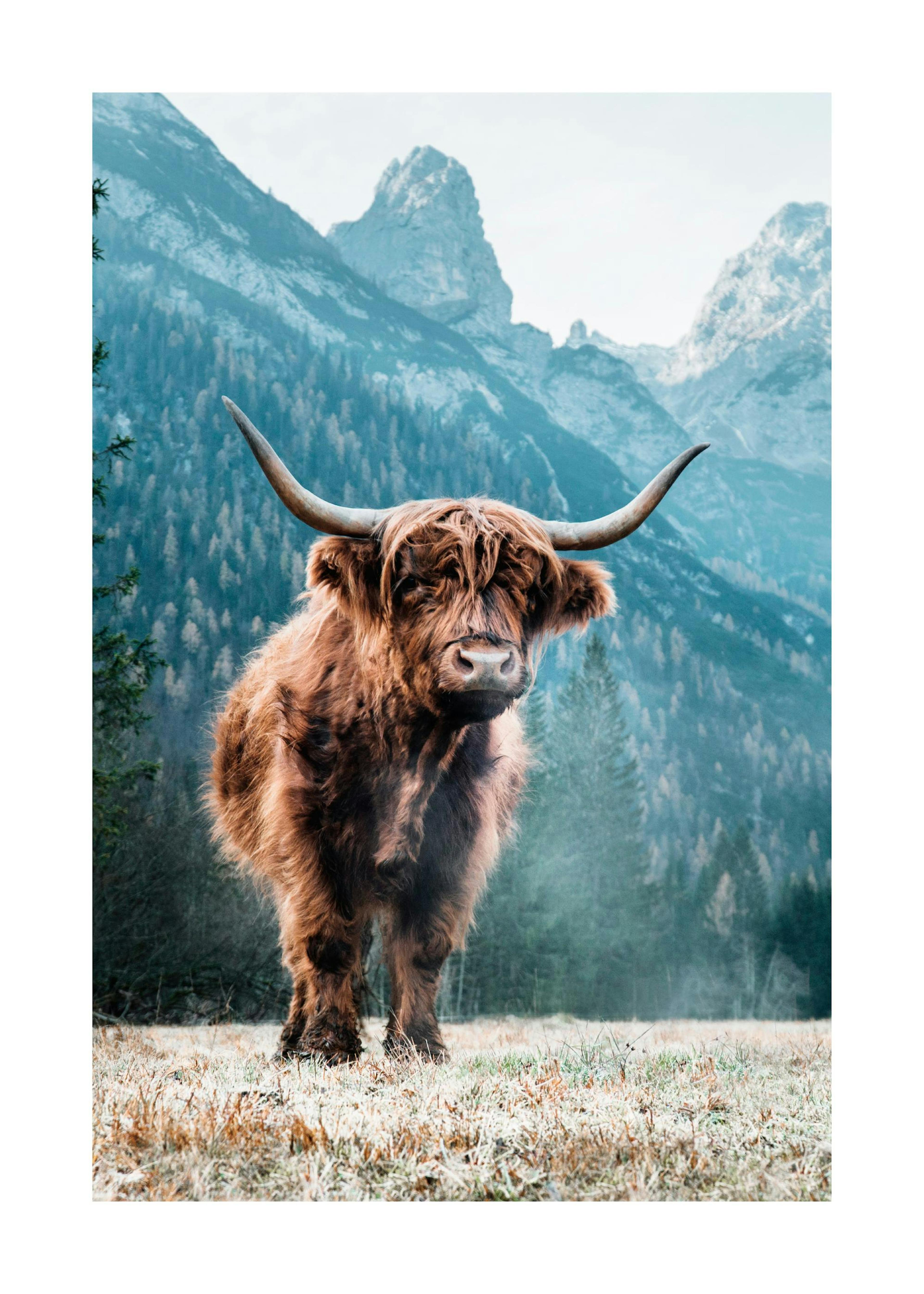 Dolomites Highland Cow Poster 0