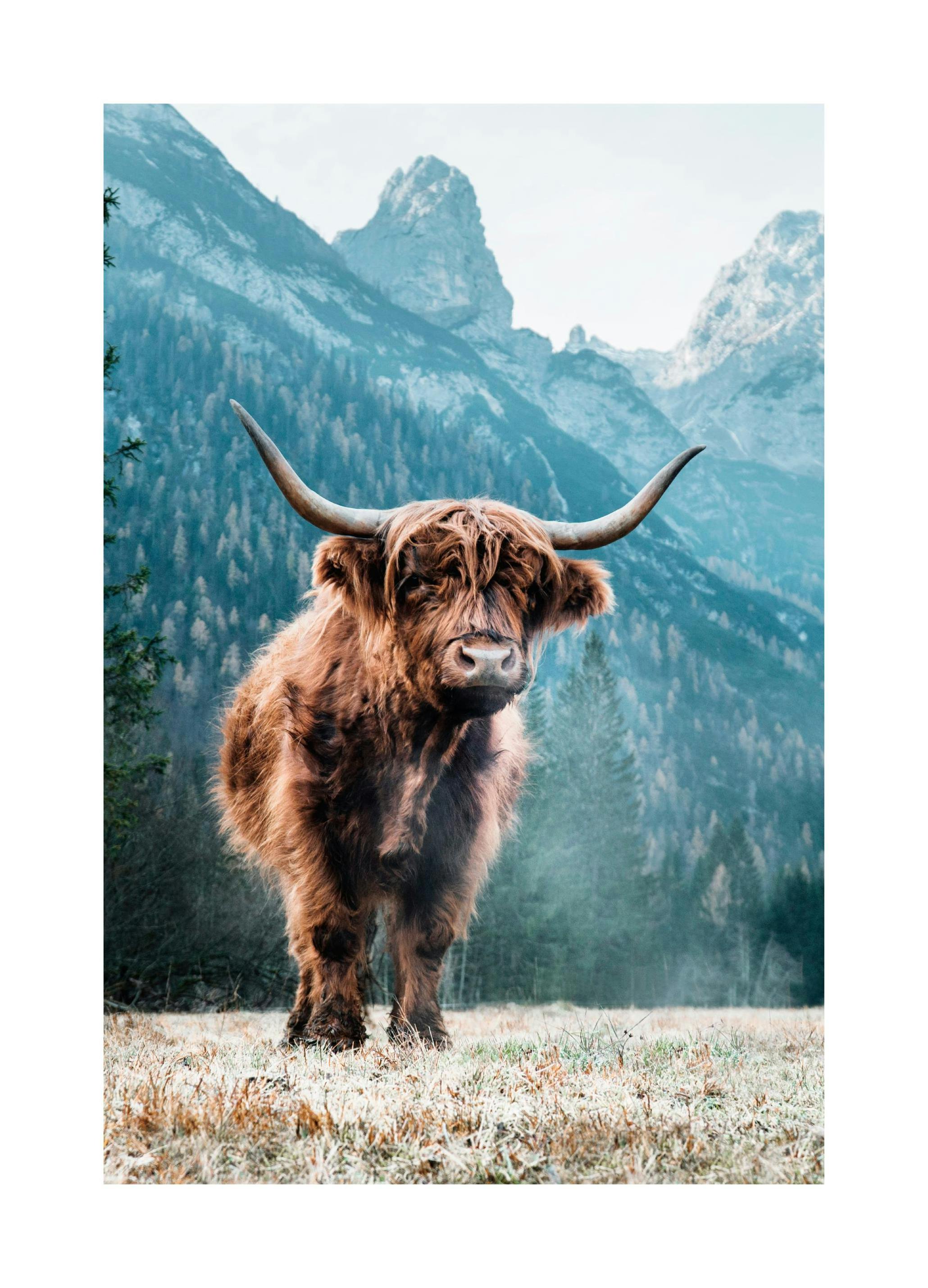 Dolomites Highland Cow Plakat (50x70 cm) - Poster Store