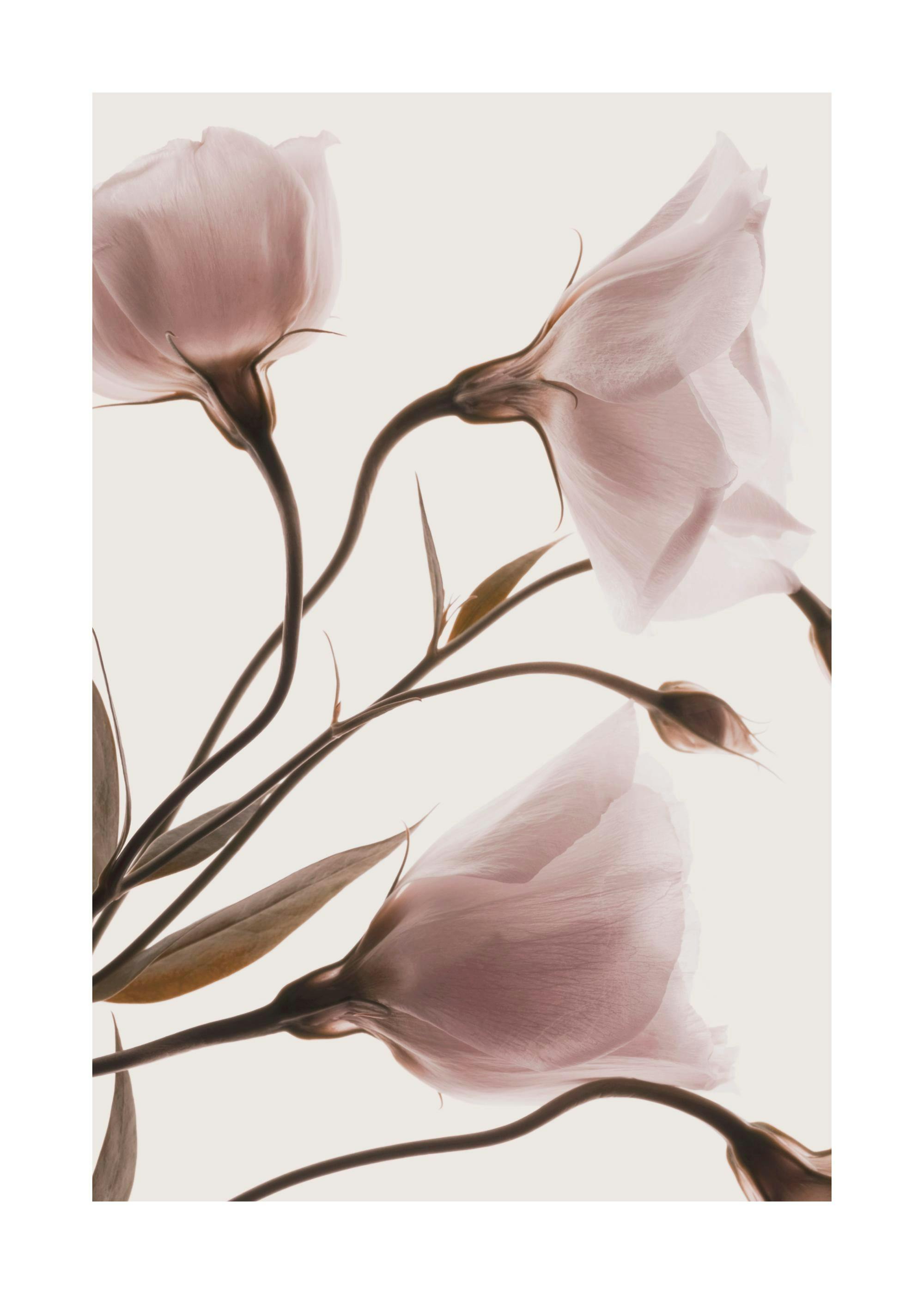 Pink Pastel Flowers No2 Poster 0