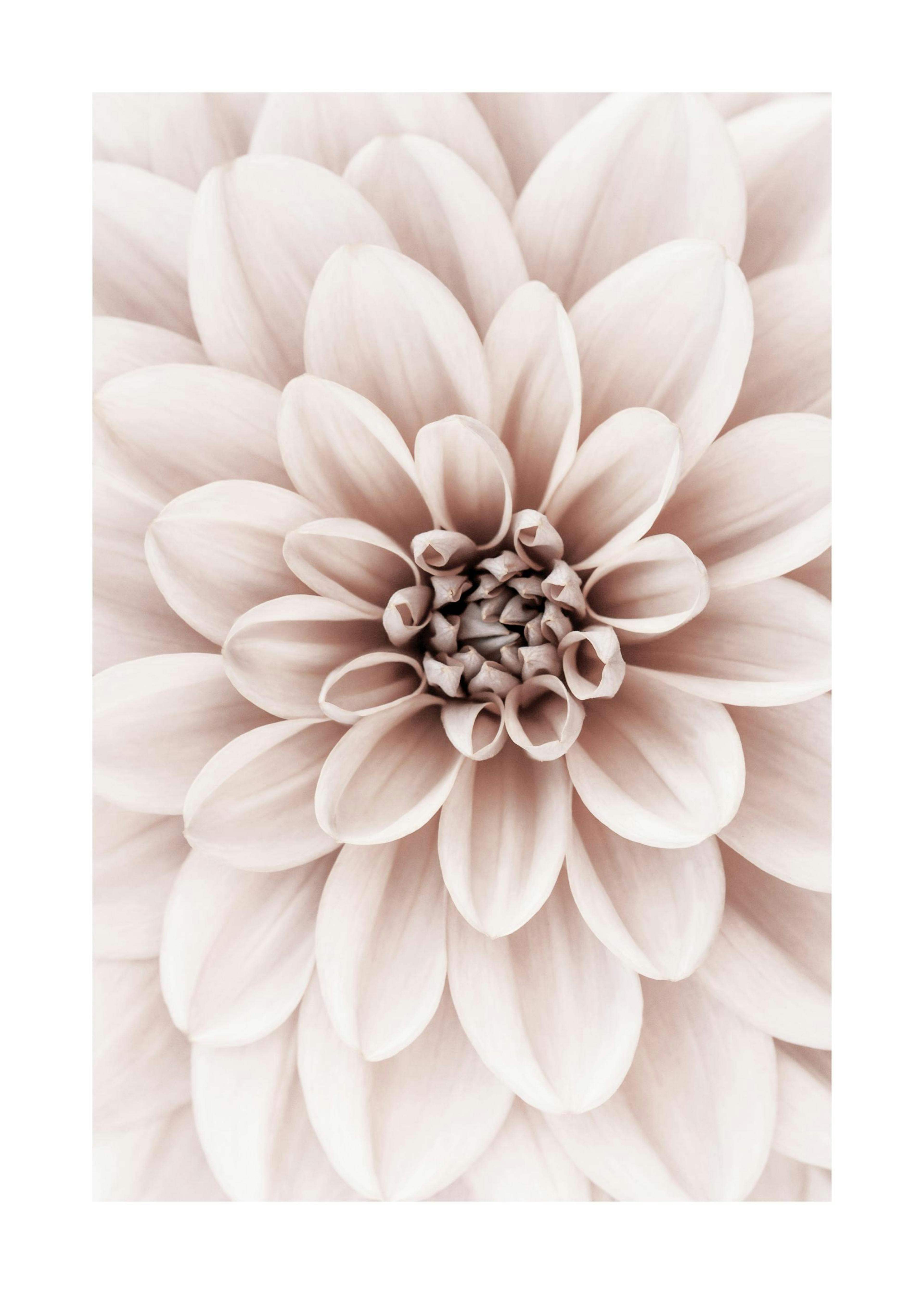 Pink Dahlia Poster 0