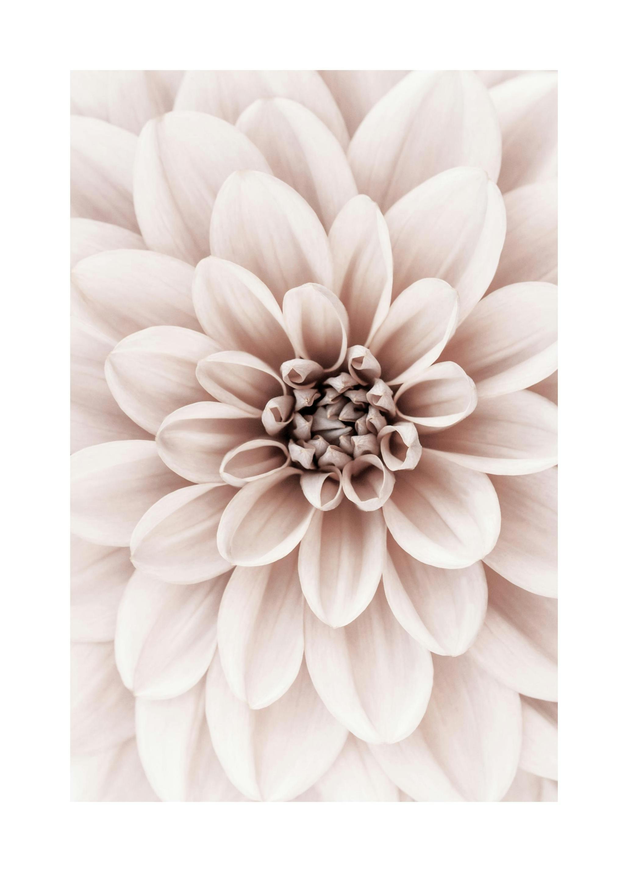 Dalia Rosa Poster (21x30 cm) - Poster Store