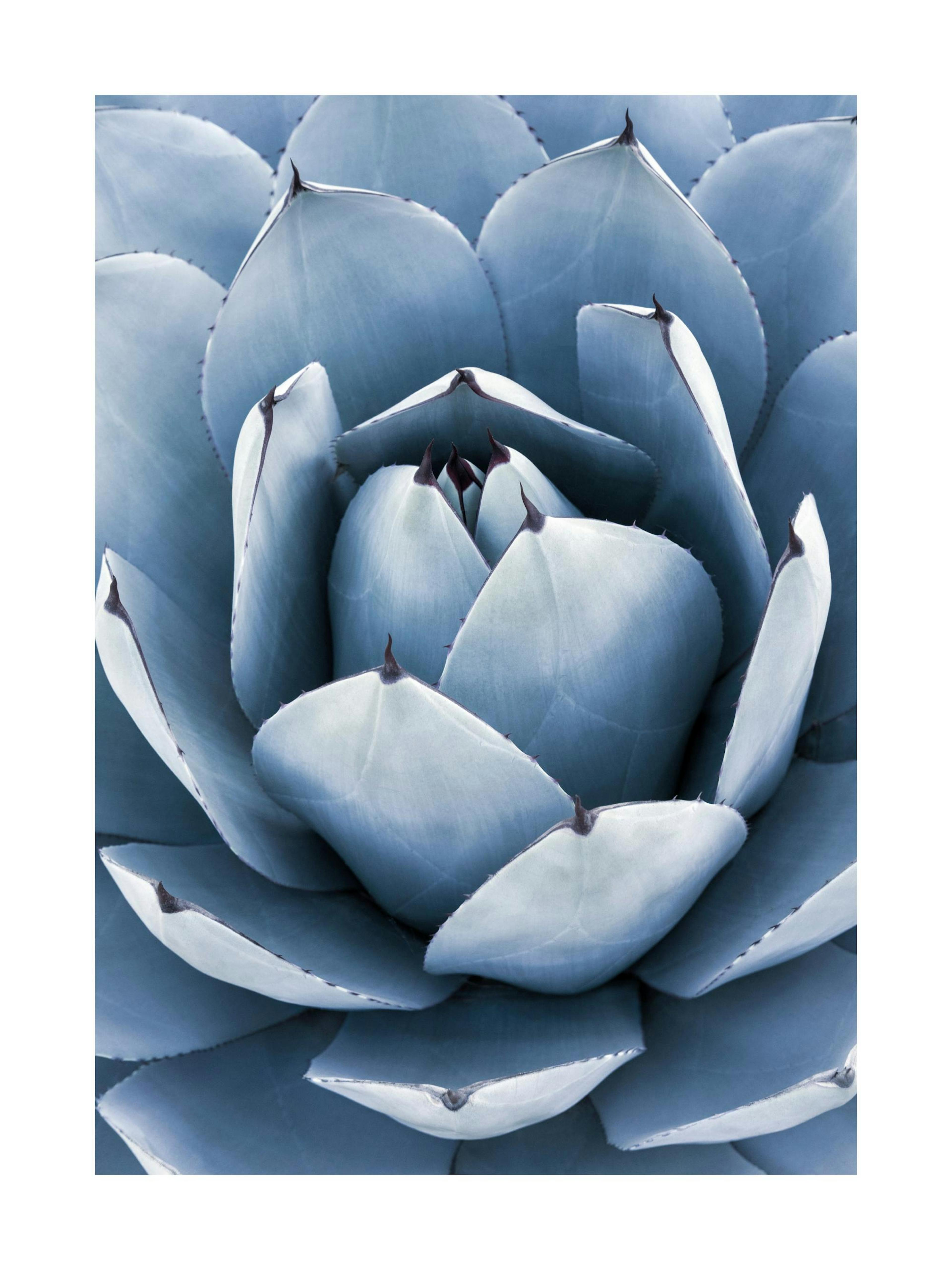 Agave Bleu Poster 0