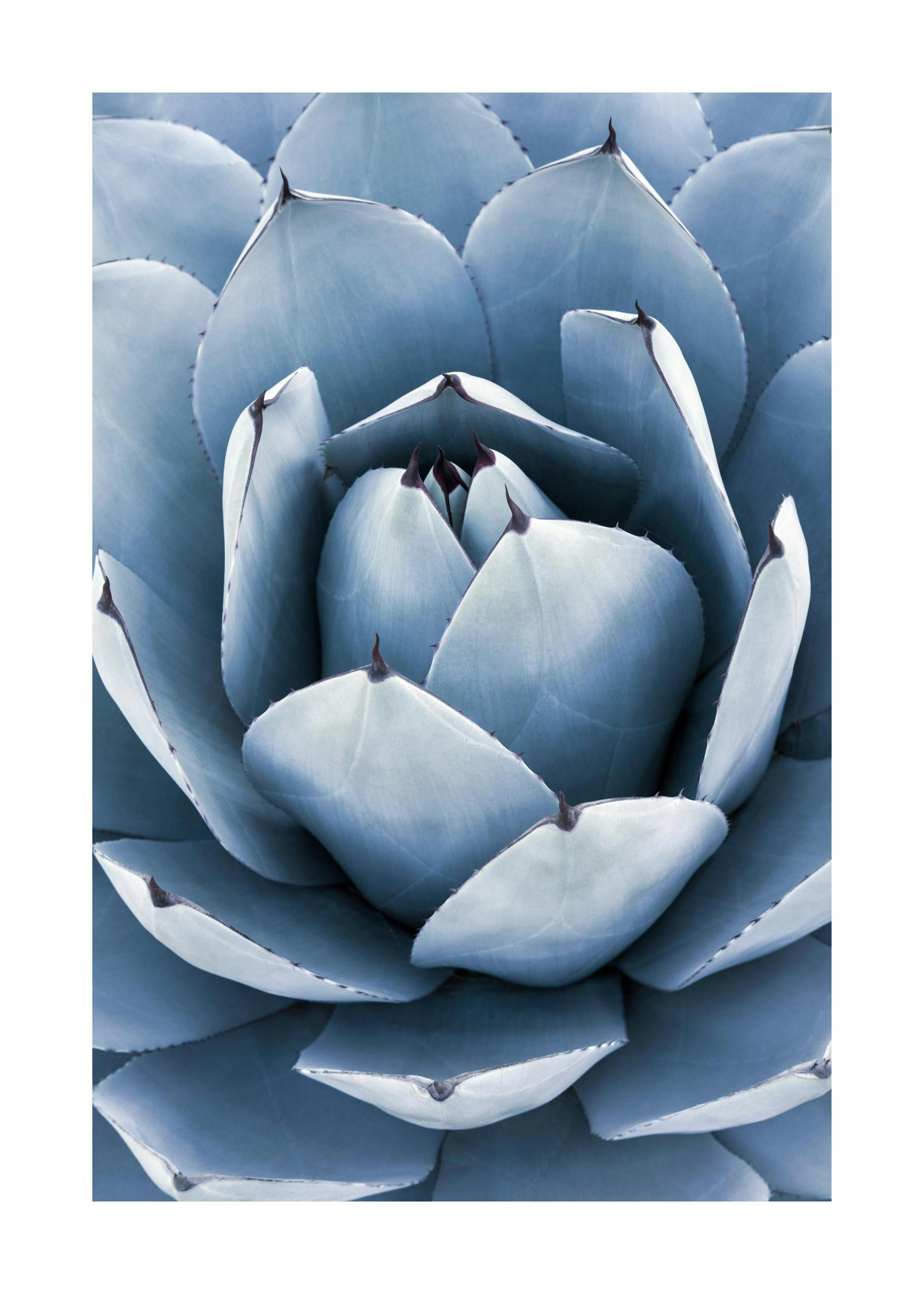 Blue Agave Poster 0
