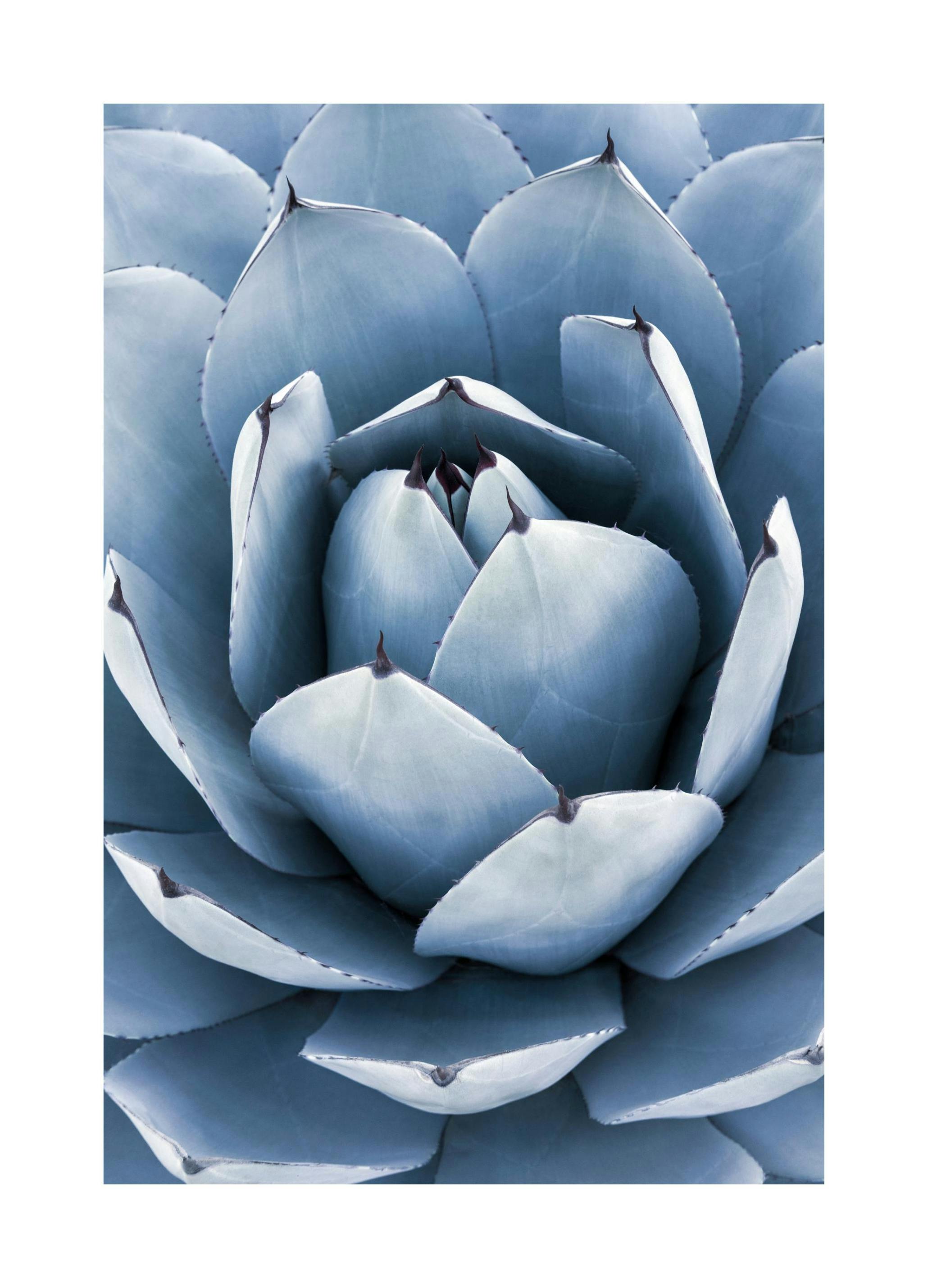 Plakat Niebieska Agawa (21x30 cm) - Poster Store