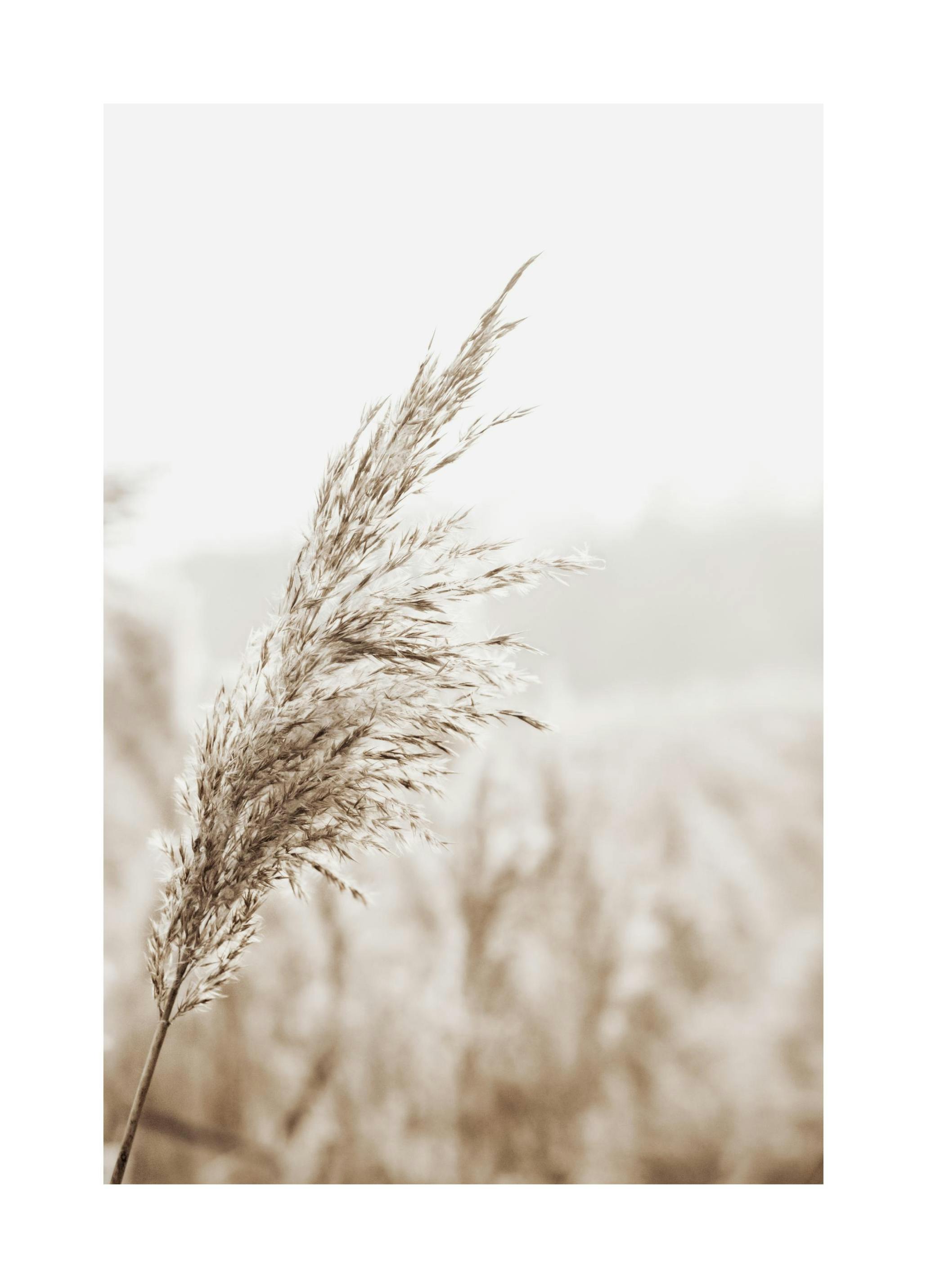 Beige Riet Poster (21x30 cm) - Poster Store