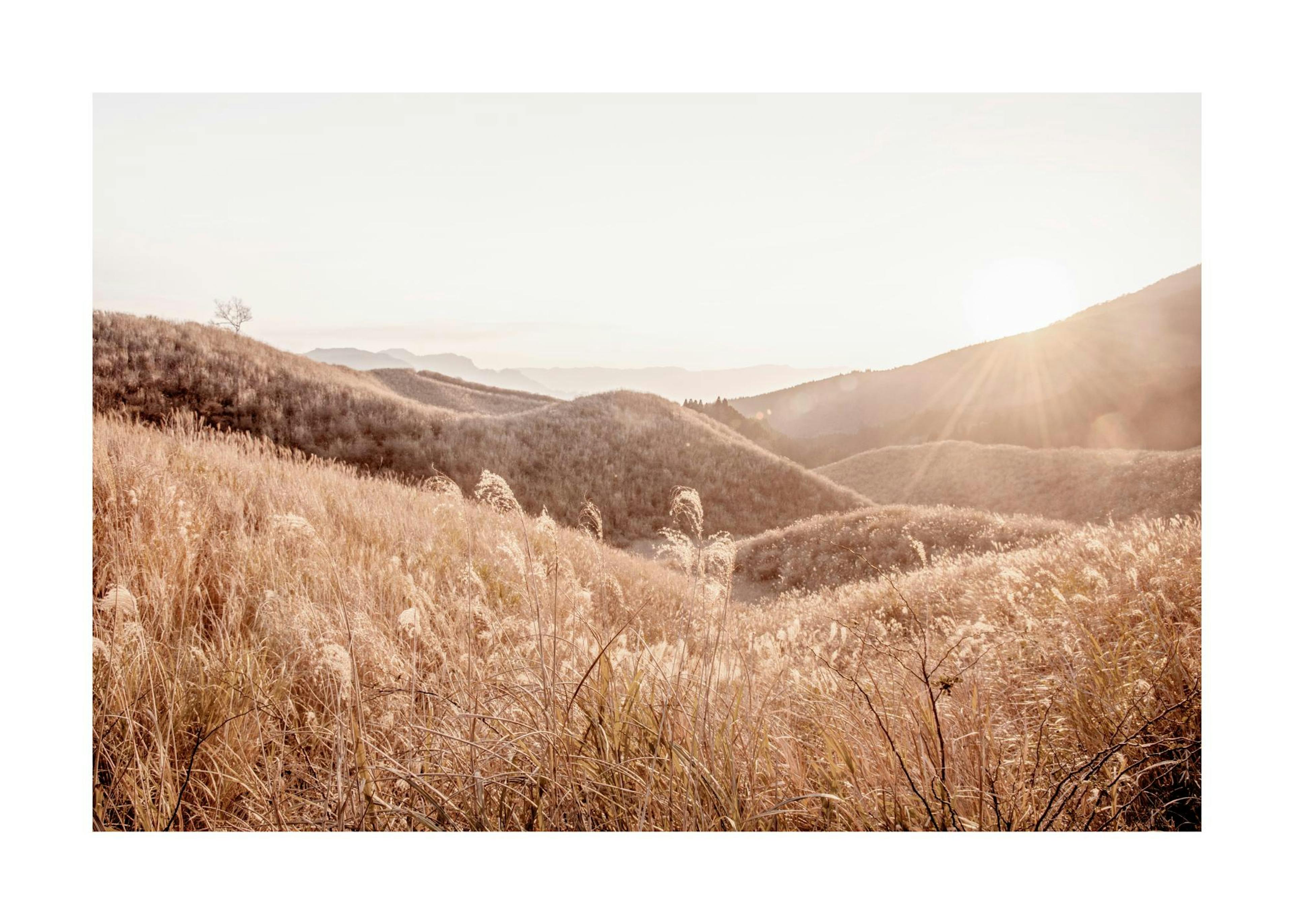 Grassy Meadow Sunrise Poster 0