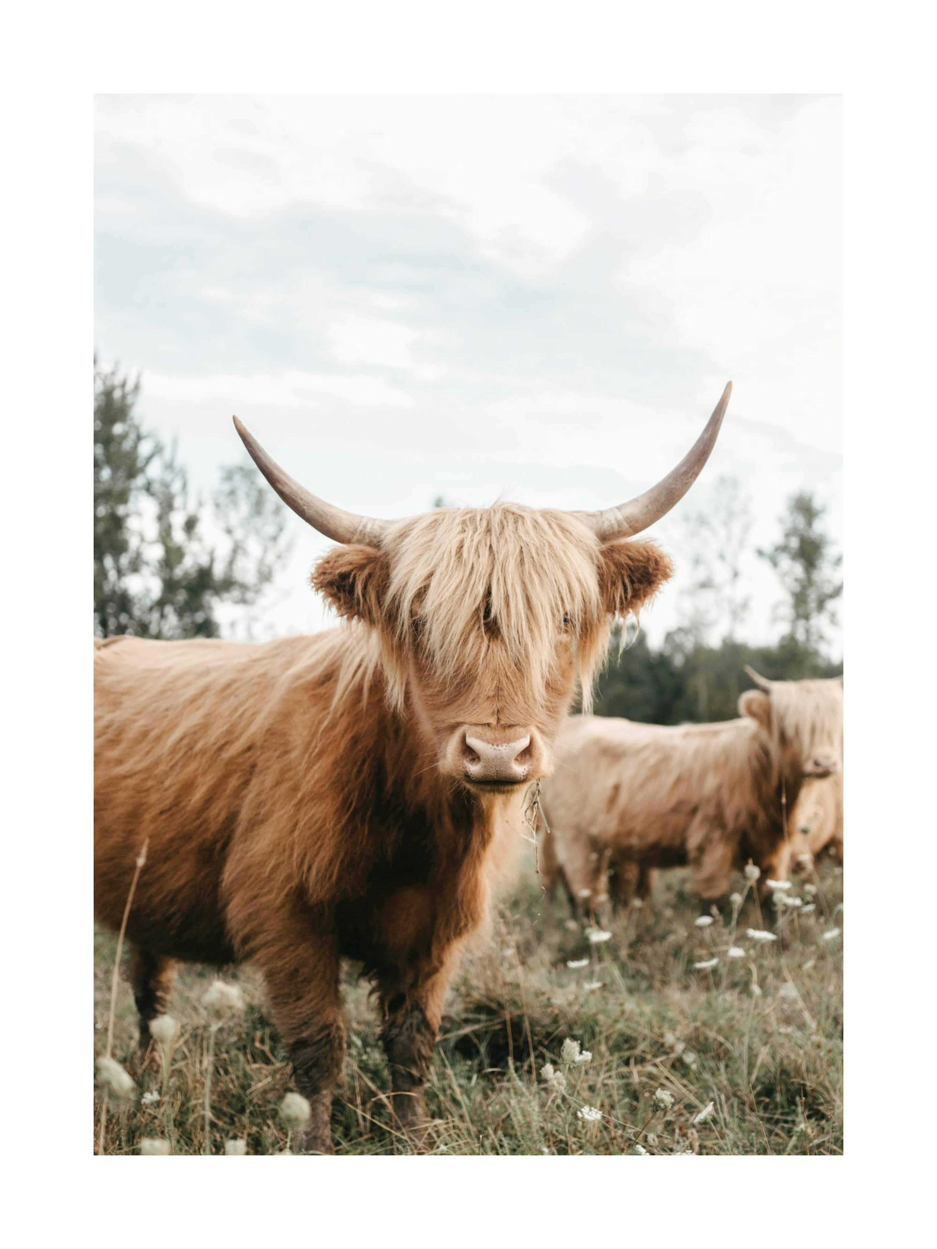 Highland Cattle Poster thumbnail
