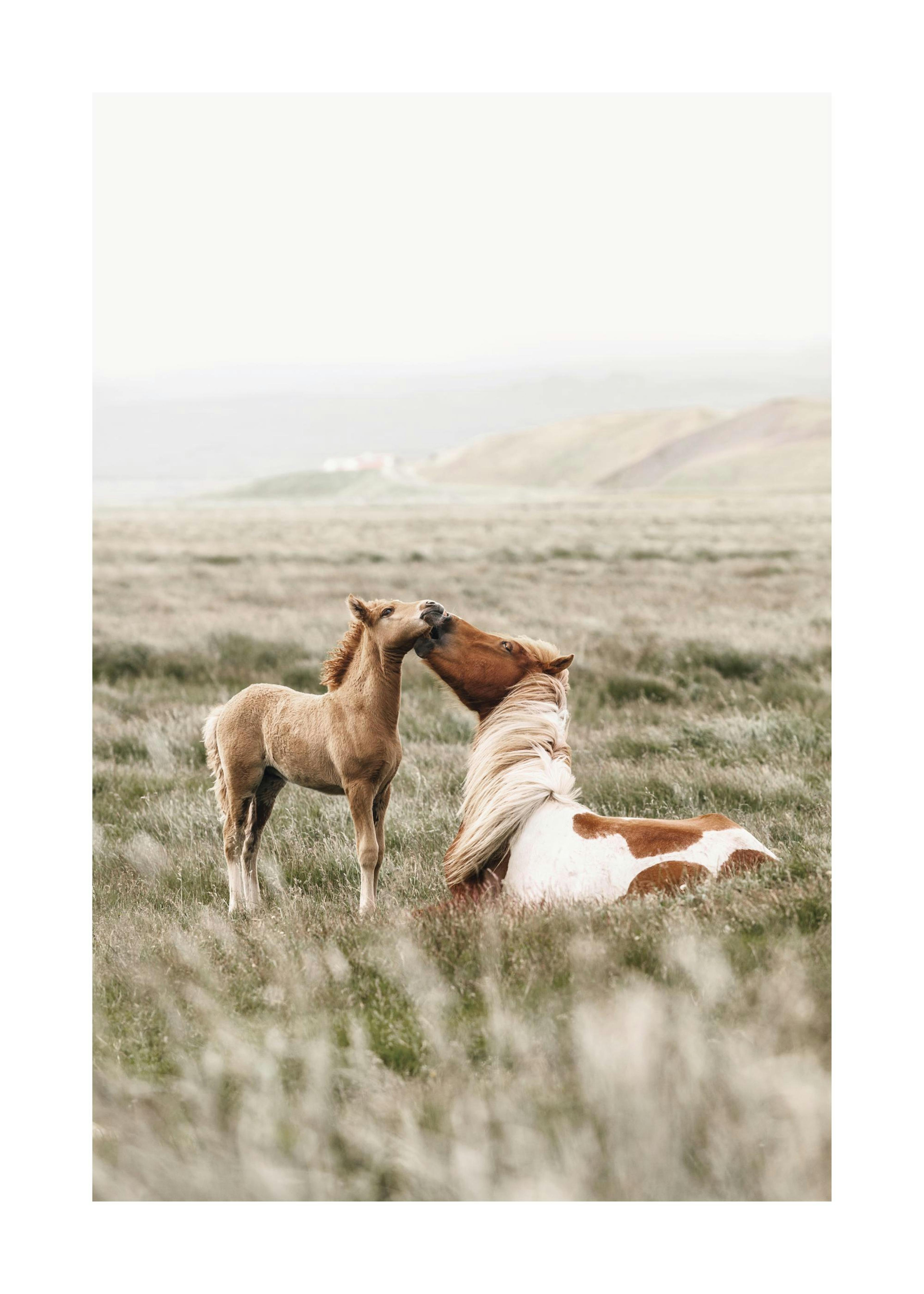 Caballos en Campo Póster 0