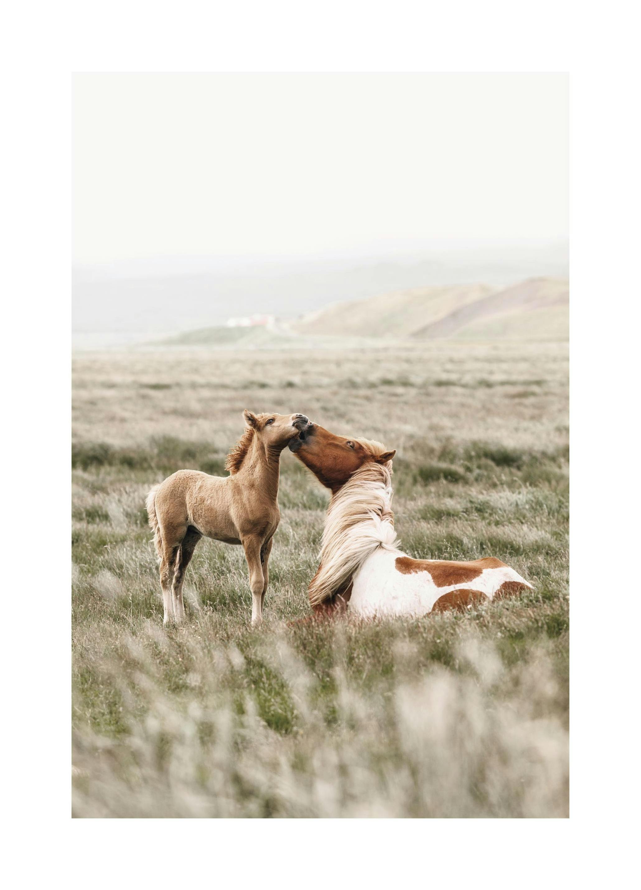 Paarden op het Weiland (21x30 cm) - Poster Store