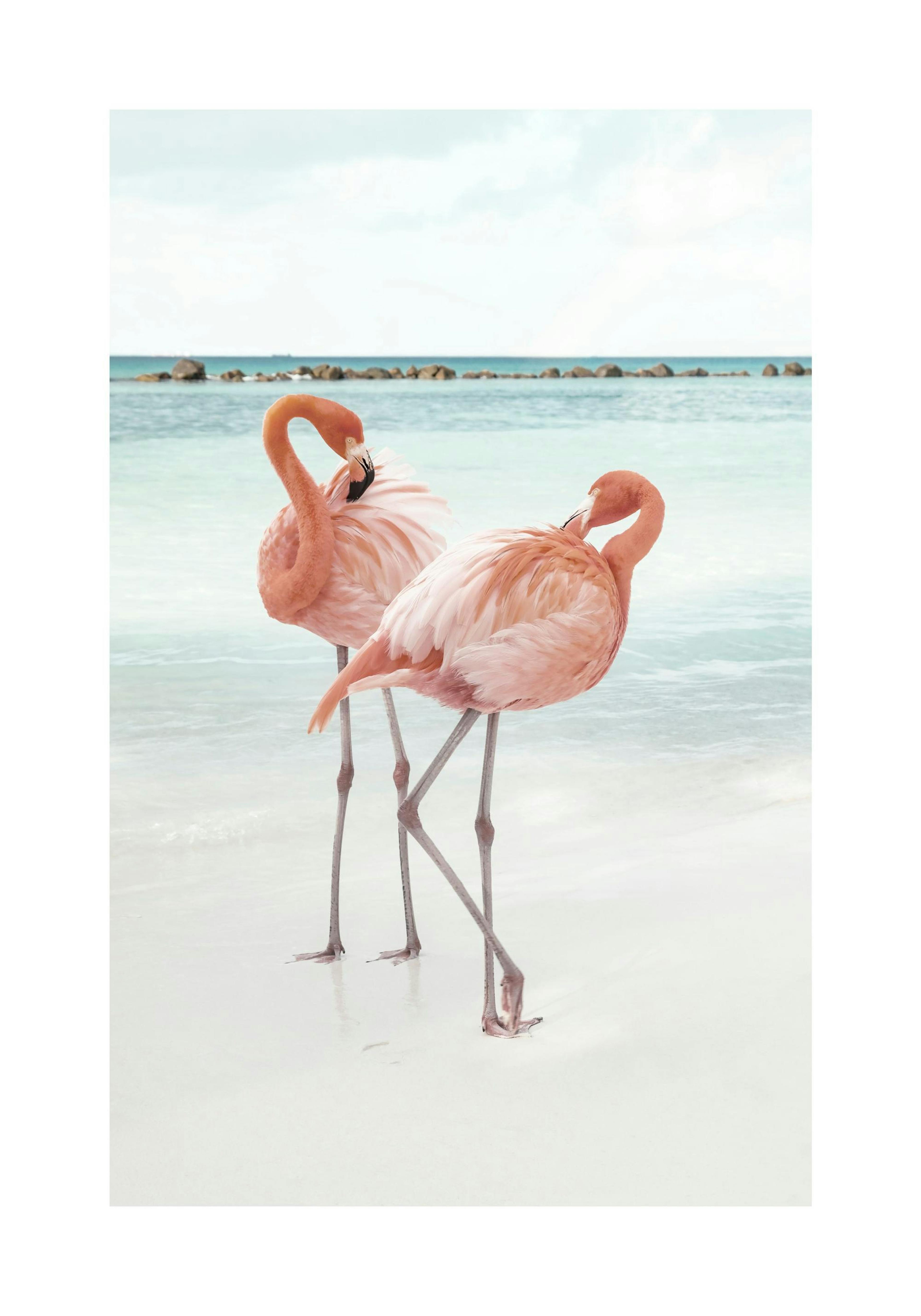Flamingo Liefdes Poster thumbnail