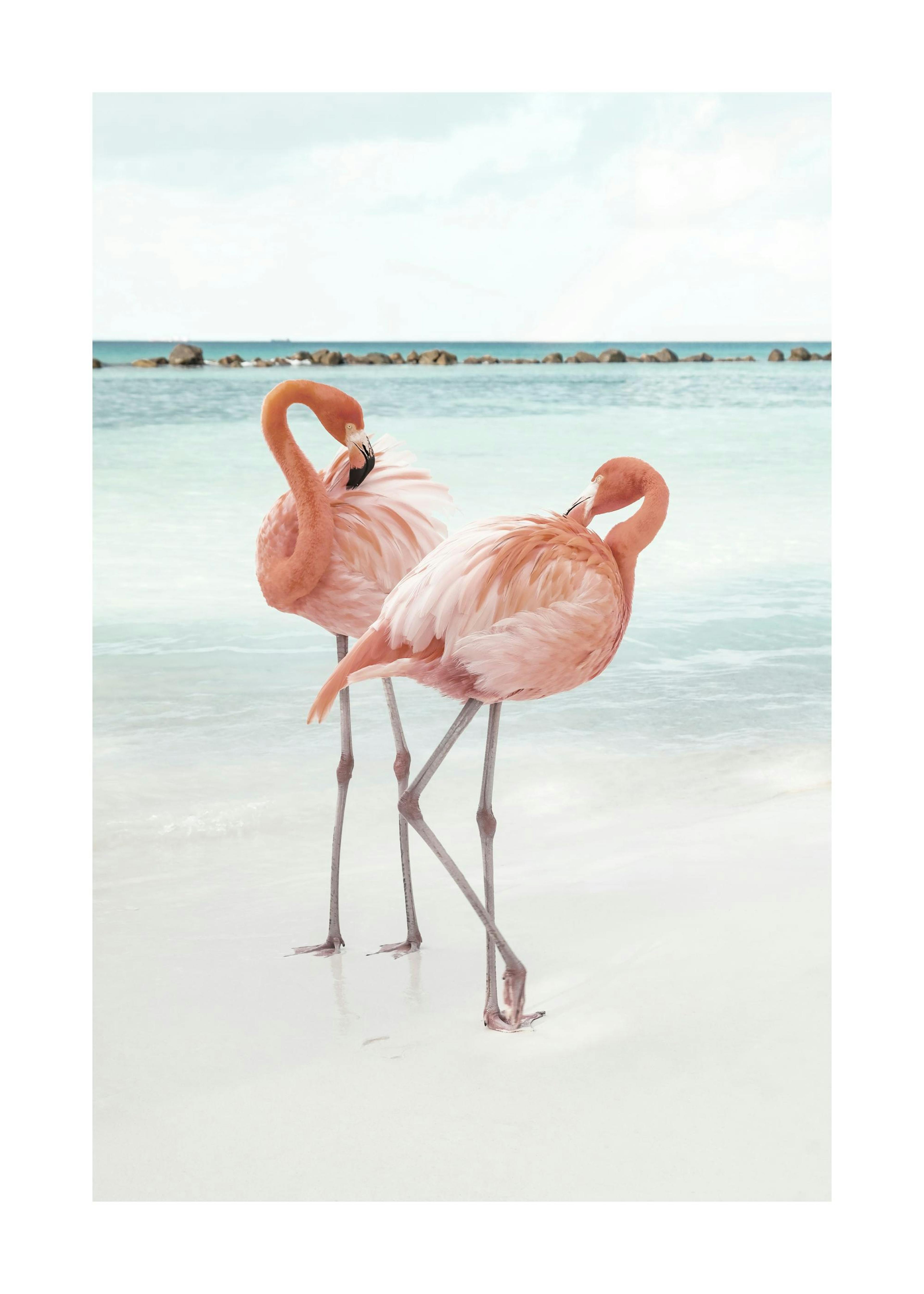 Flamingo Love Poster 0