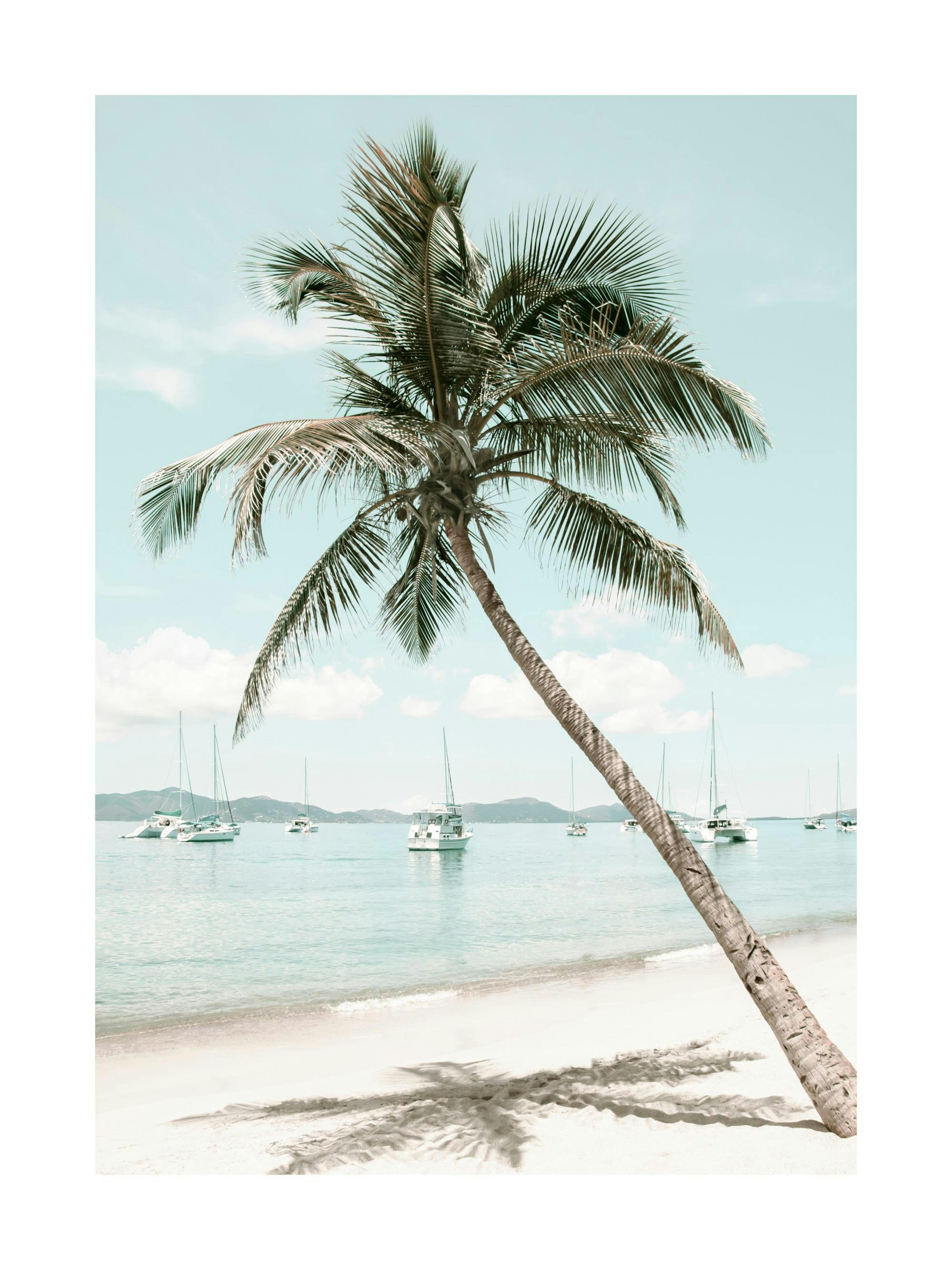 Caribbean Palm Tree Poster thumbnail
