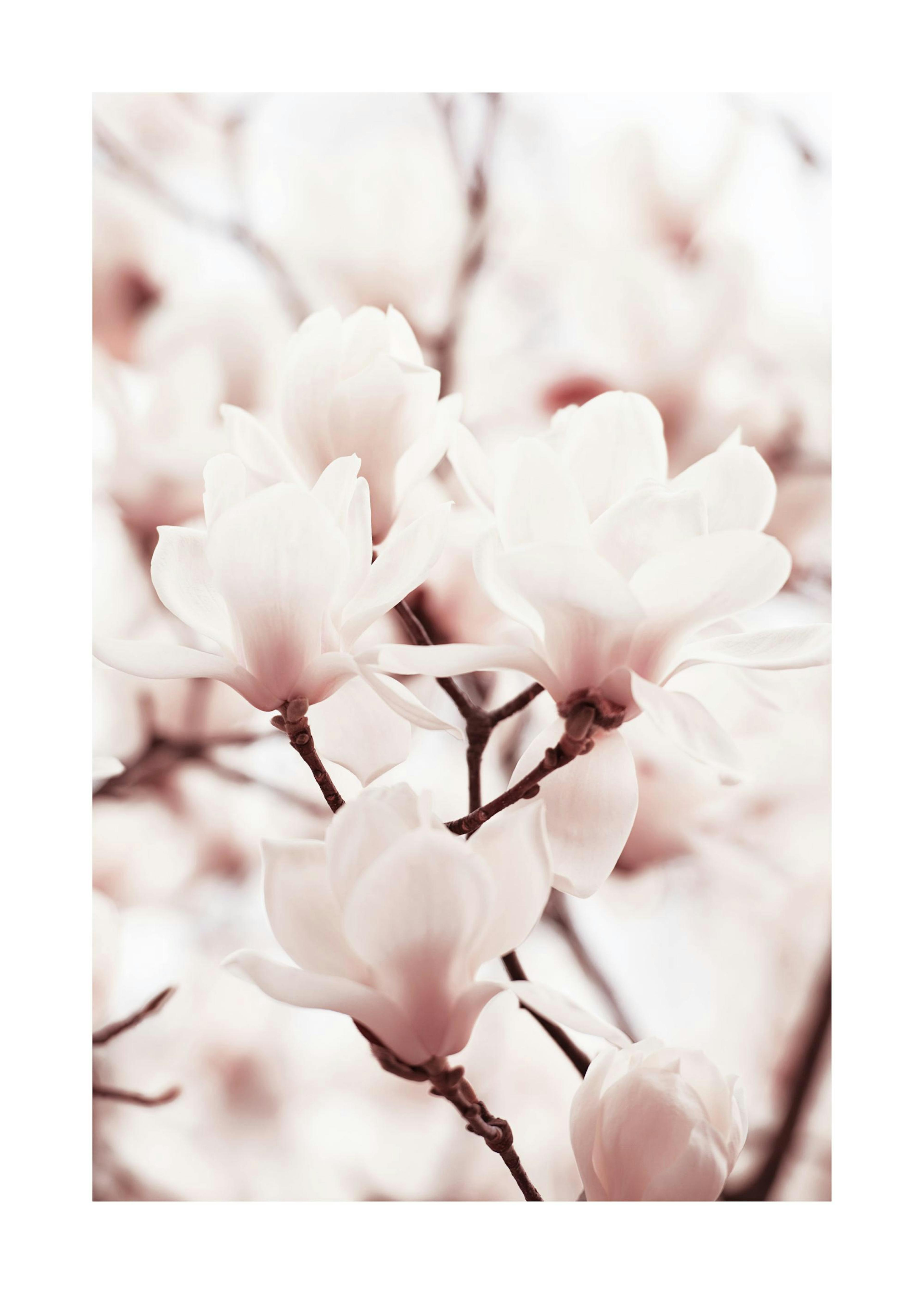 Pink Magnolias Poster 0