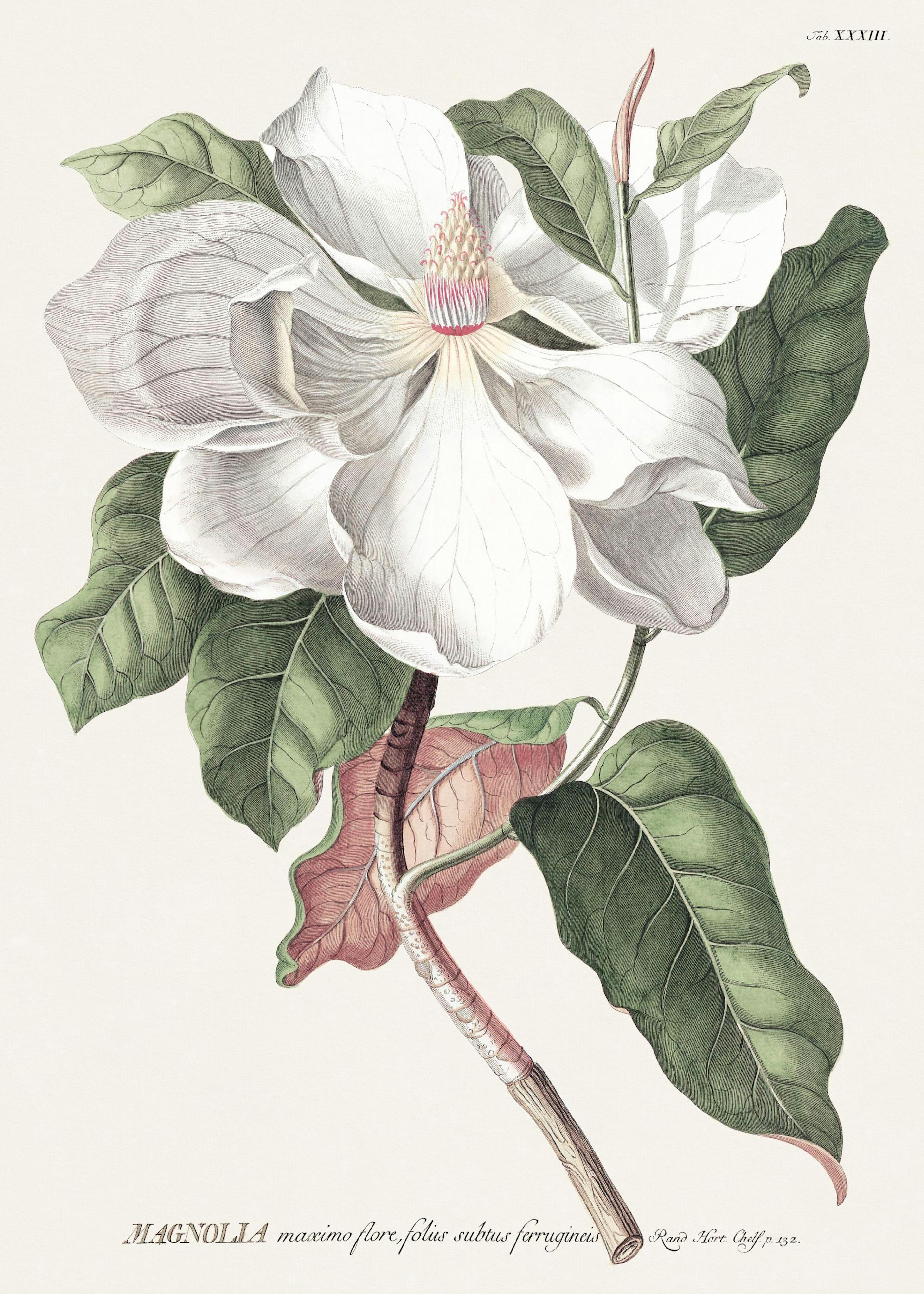 Vintage Magnolie Plakat 0