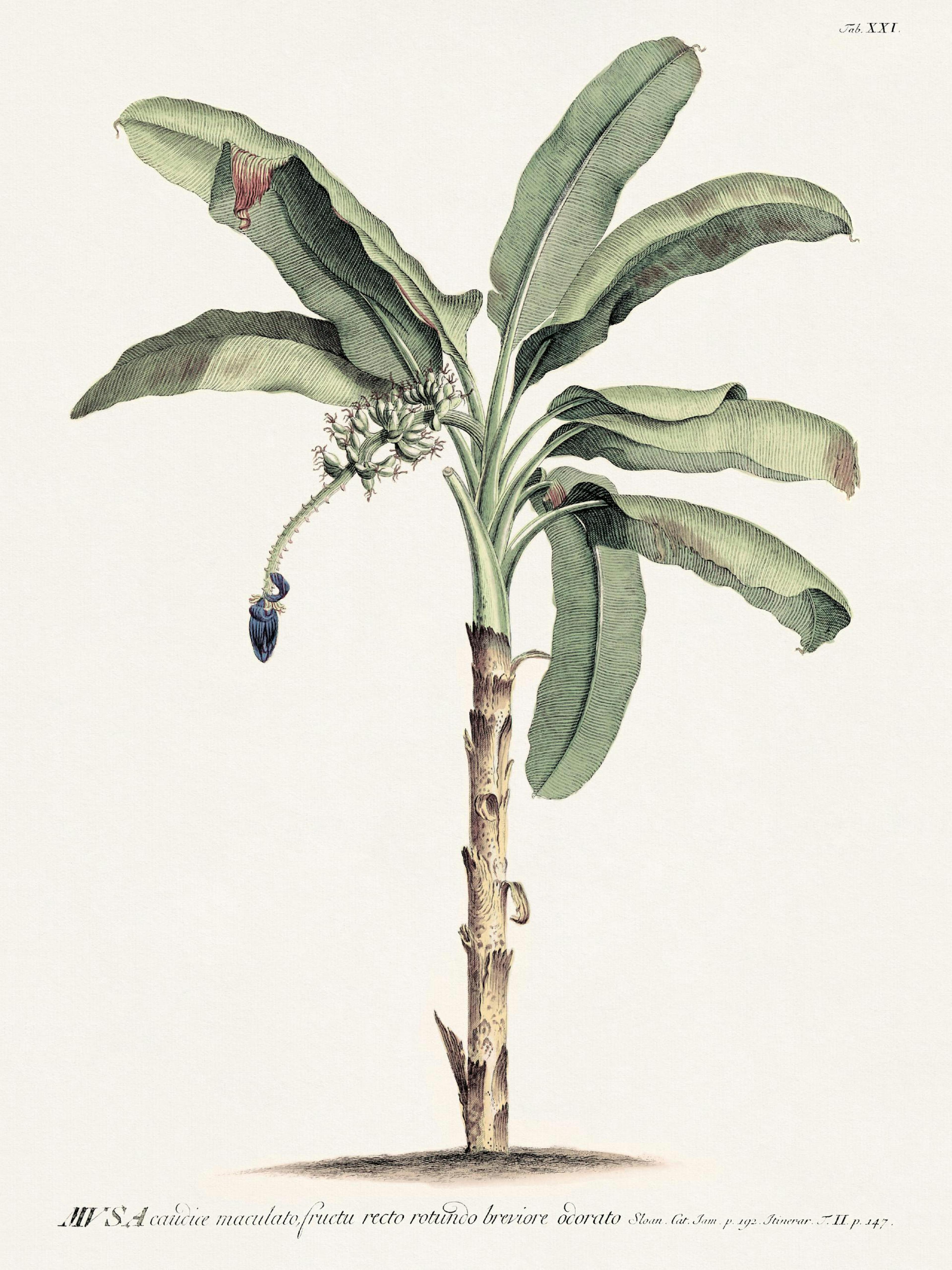 Vintage Banana Tree Poster thumbnail