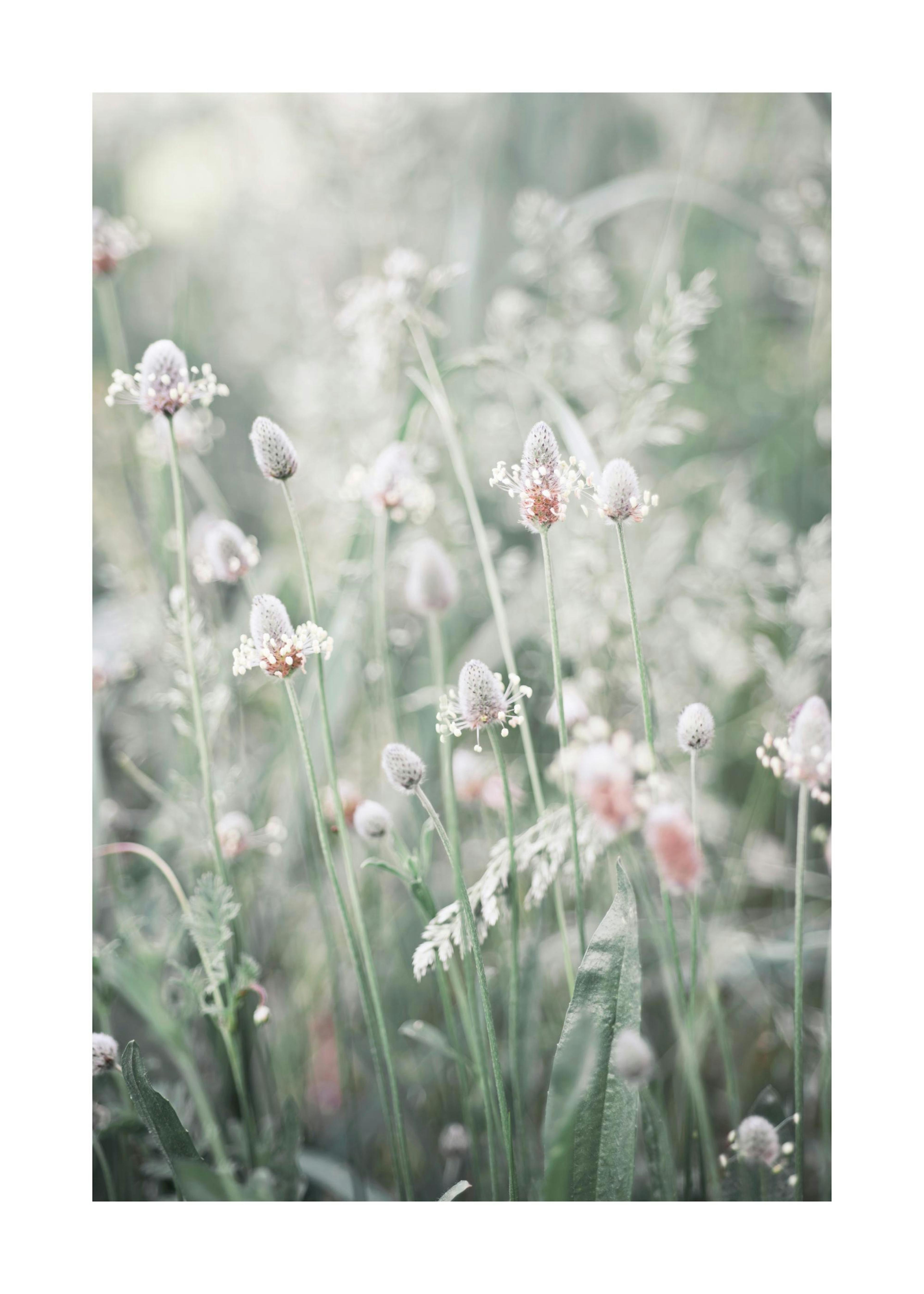 Blomster på en Eng Plakat 0
