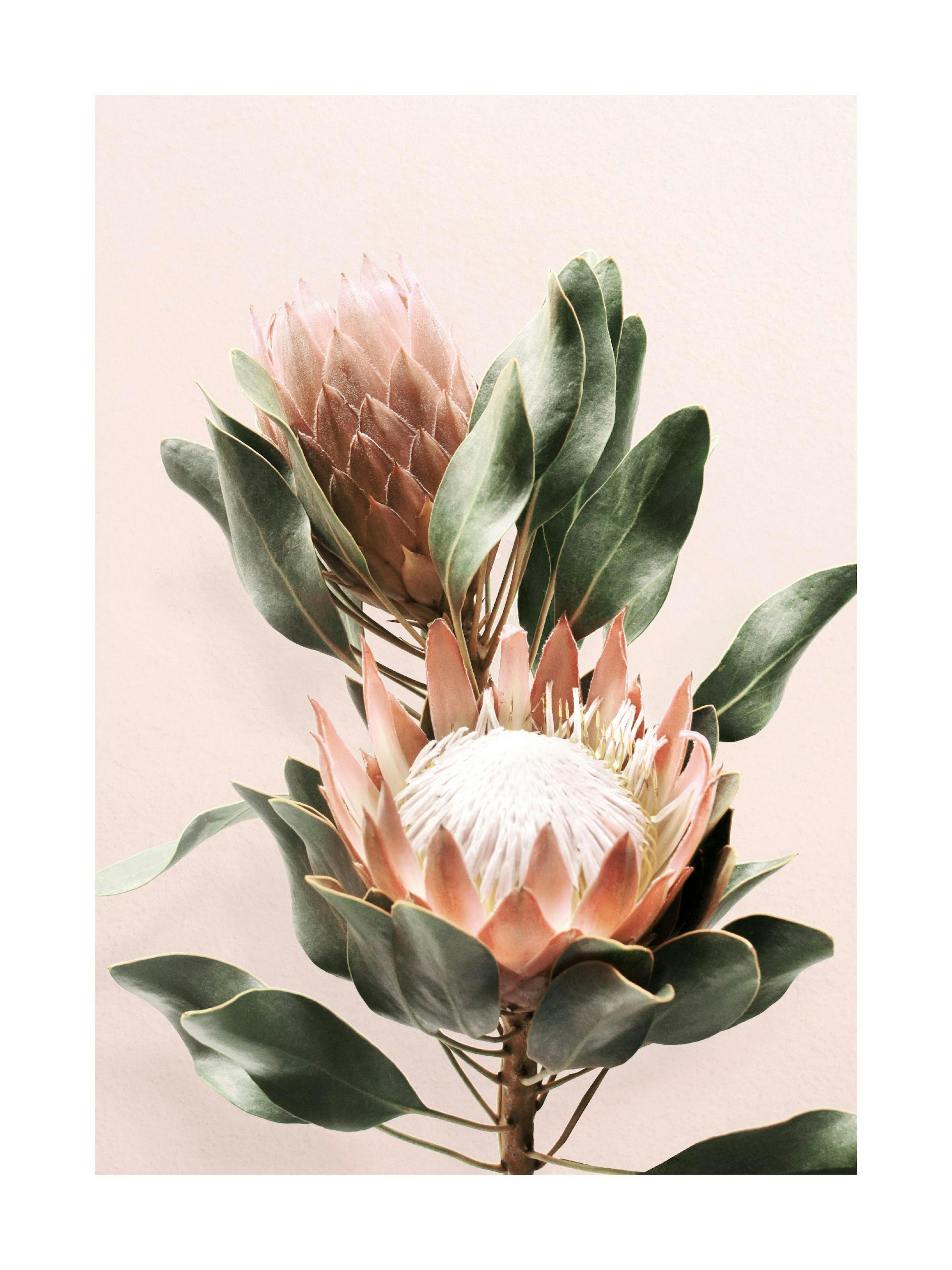 Fleurs de Protea Poster 0