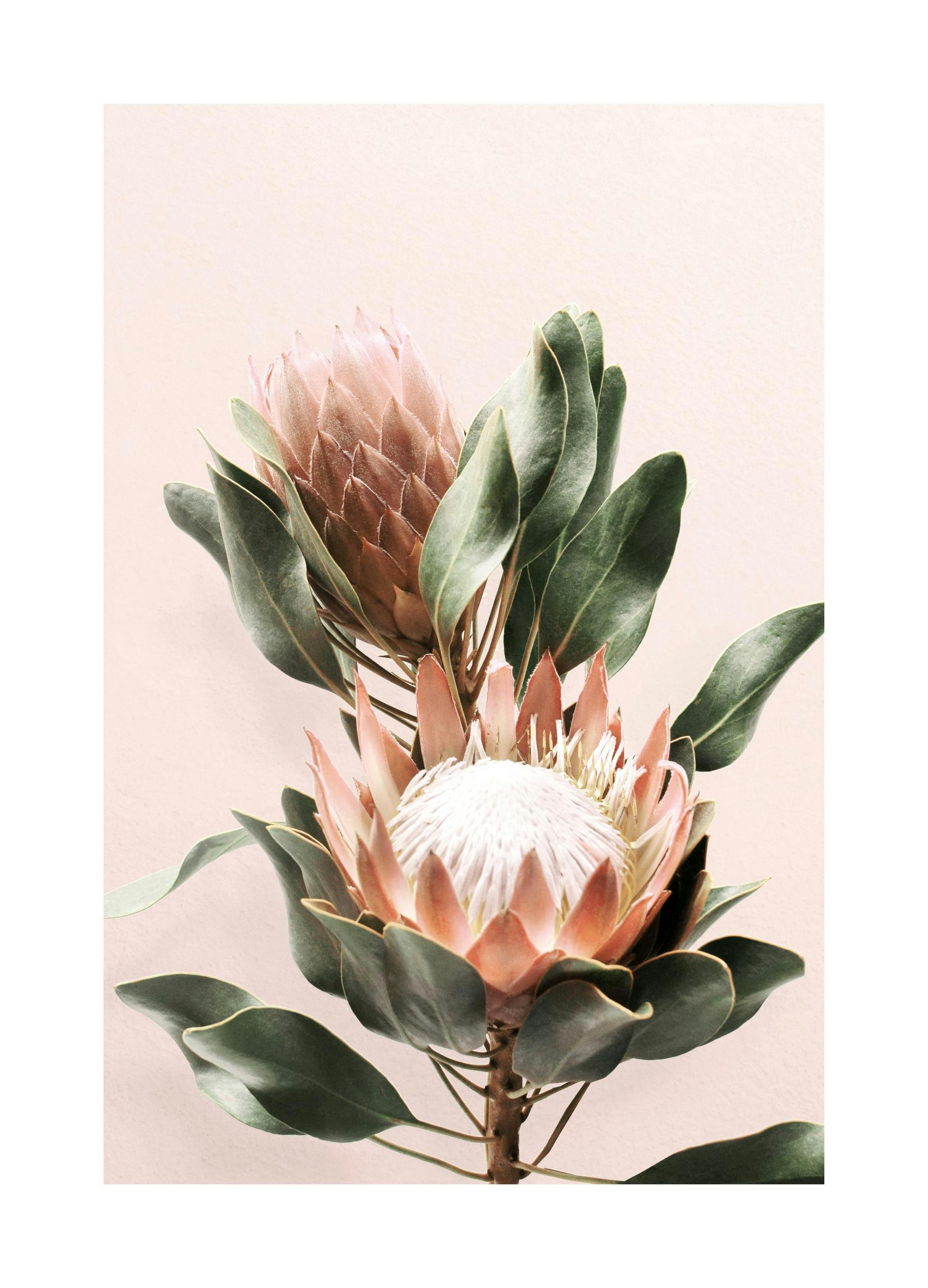 Protea Blomst Poster (21x30 cm) - Poster Store