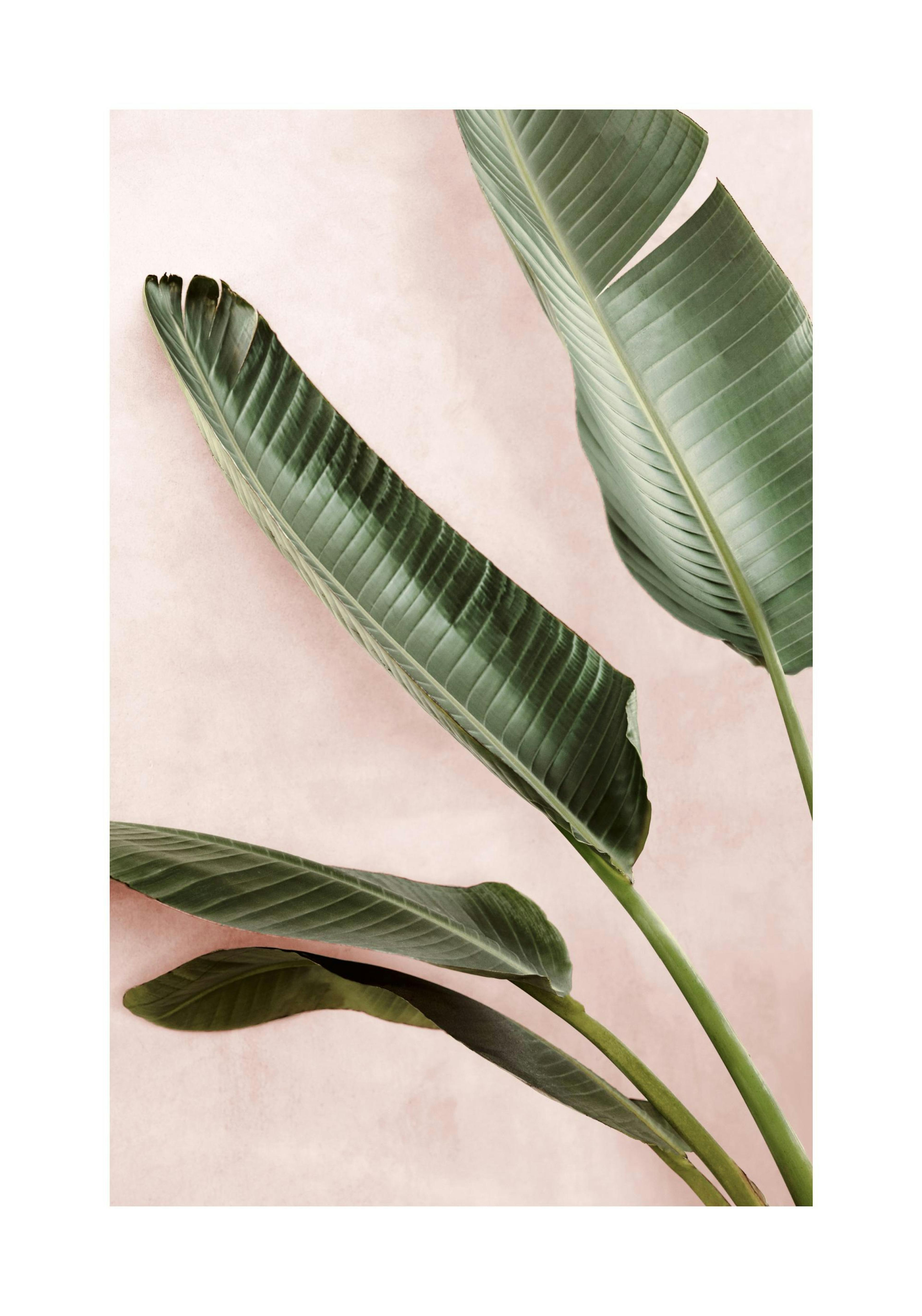 Green Plants Poster thumbnail