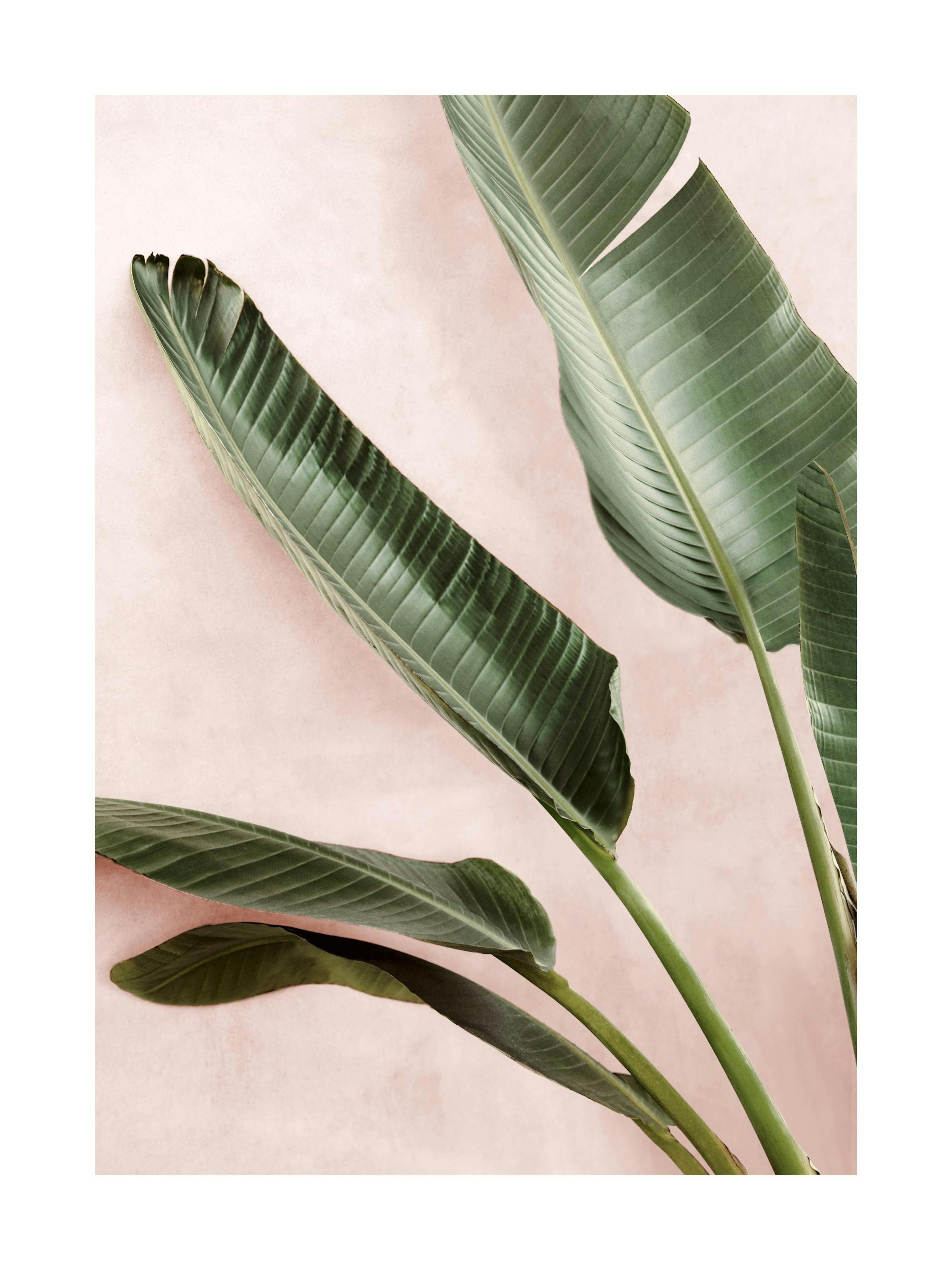 Green Plants Poster 0