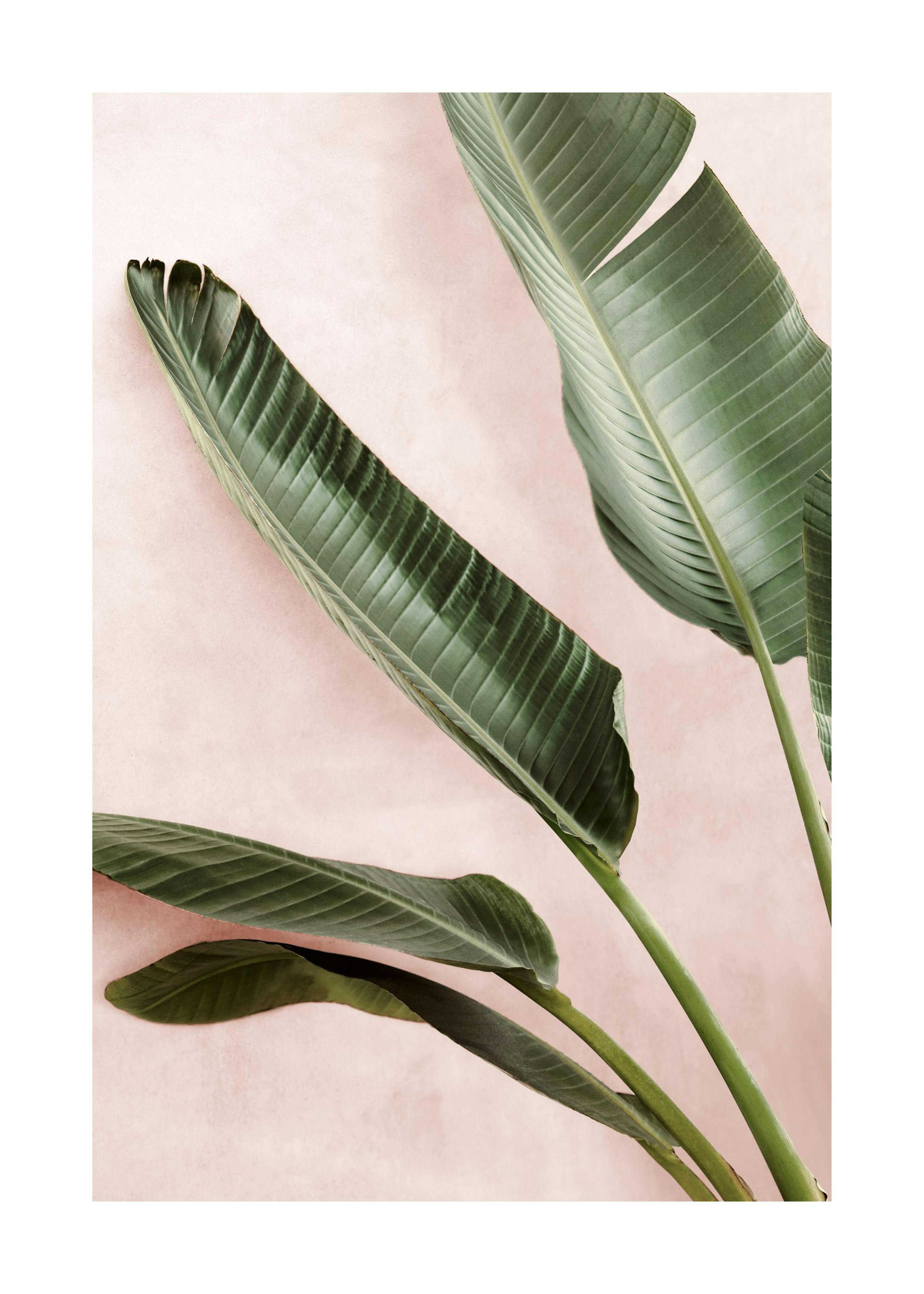 Green Plants Poster 0