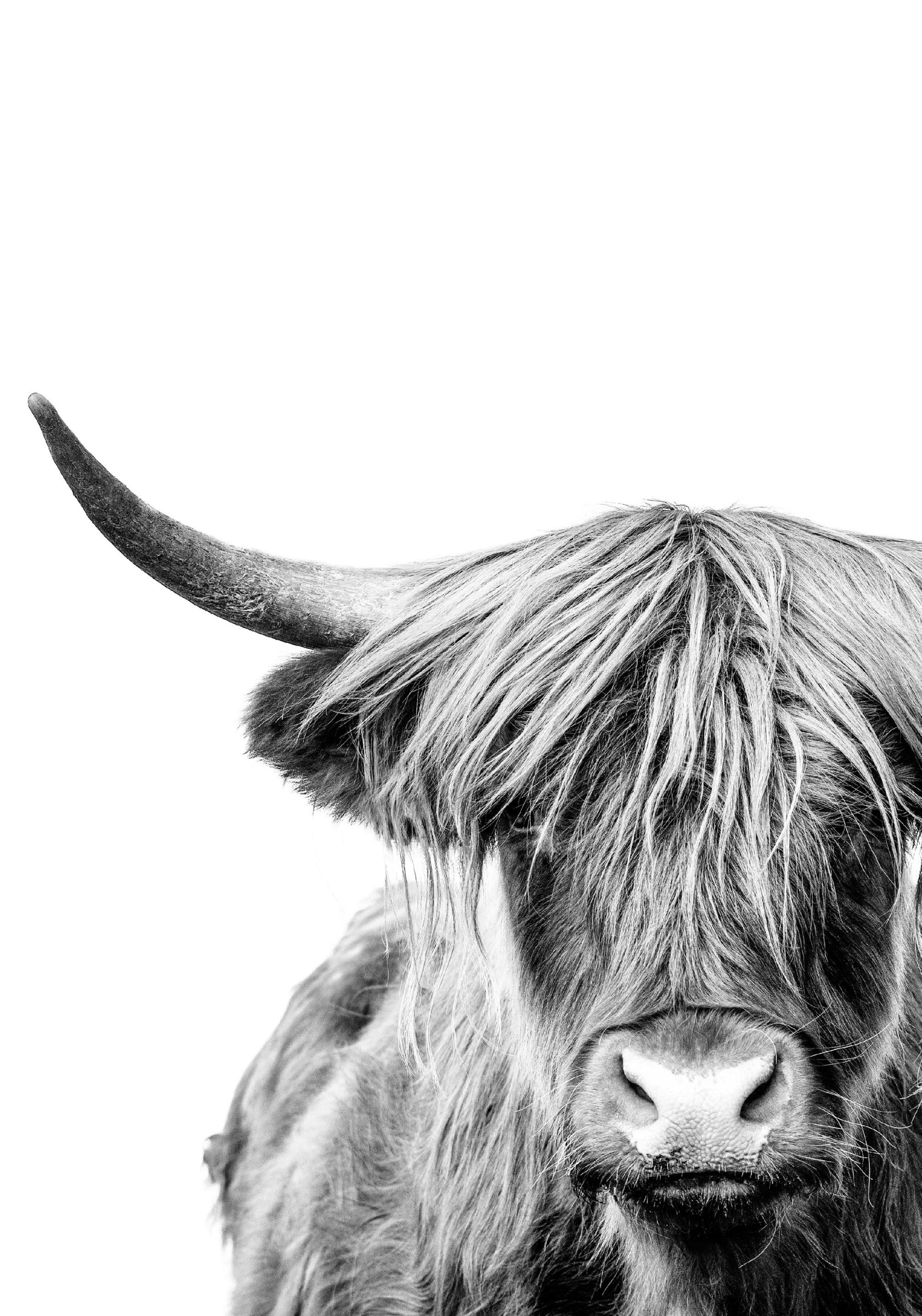 Schotse Hooglander Close Up Poster thumbnail