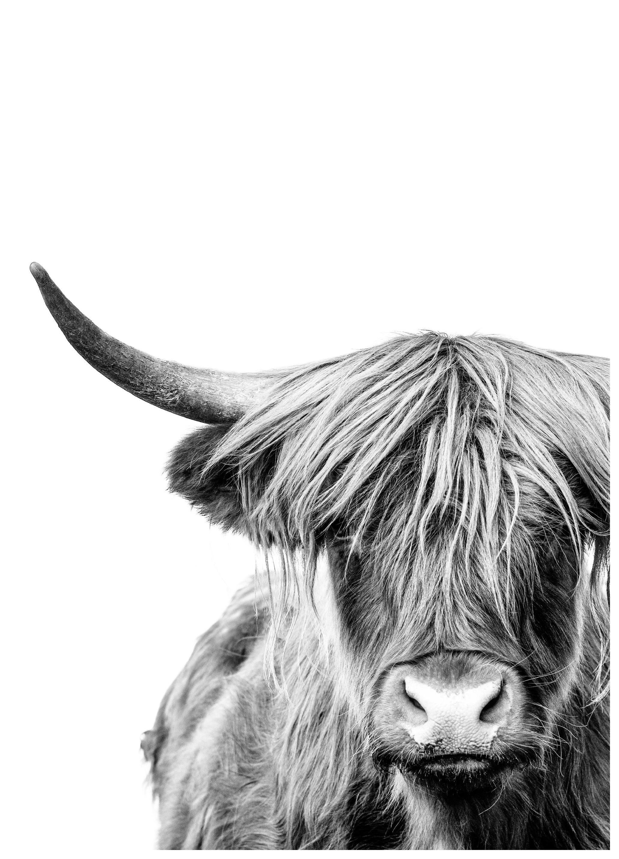 Highland Cow Close Up Poster (21x30 cm) - Poster Store