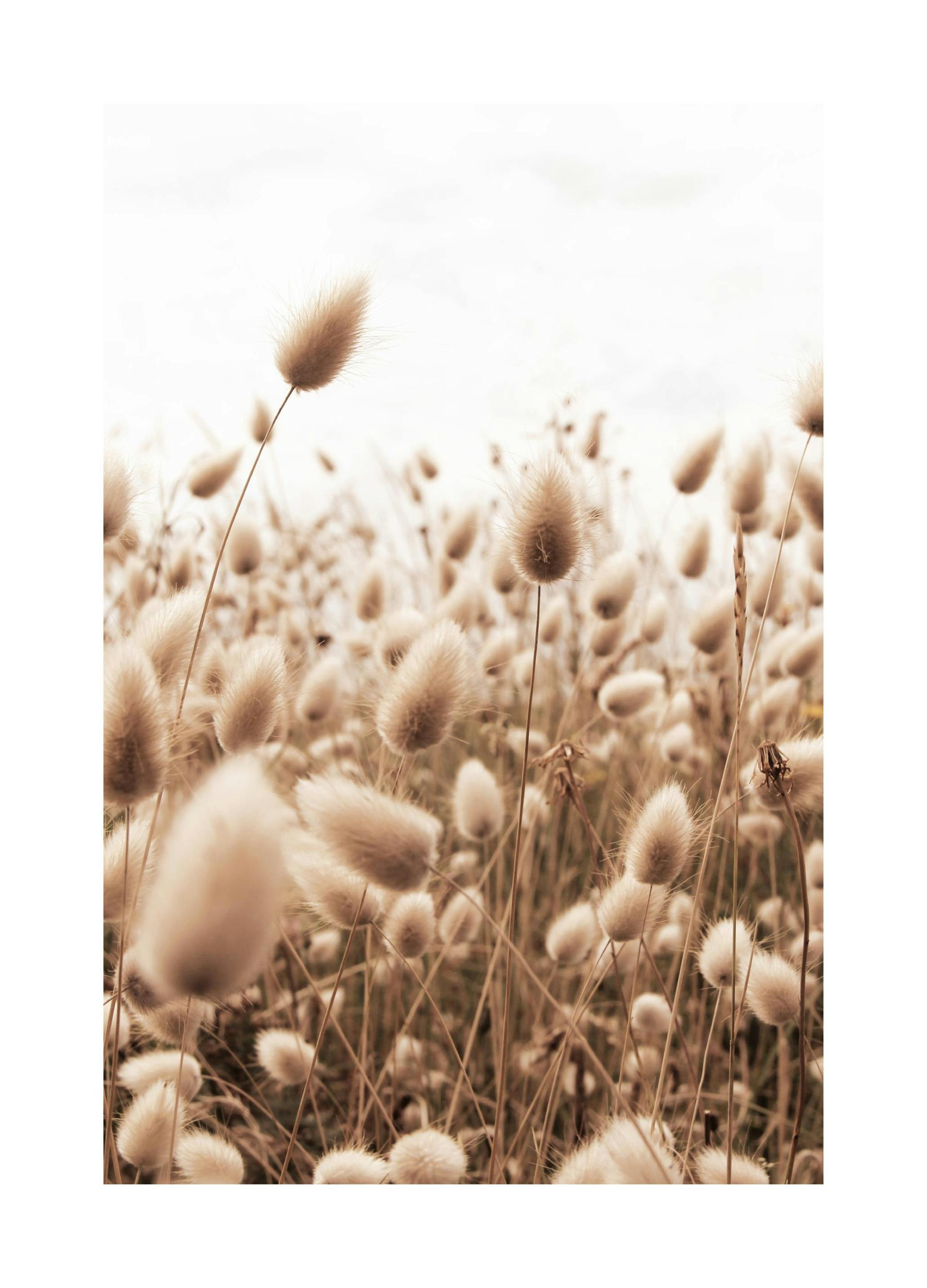 Zacht Gras Poster (21x30 cm) - Poster Store