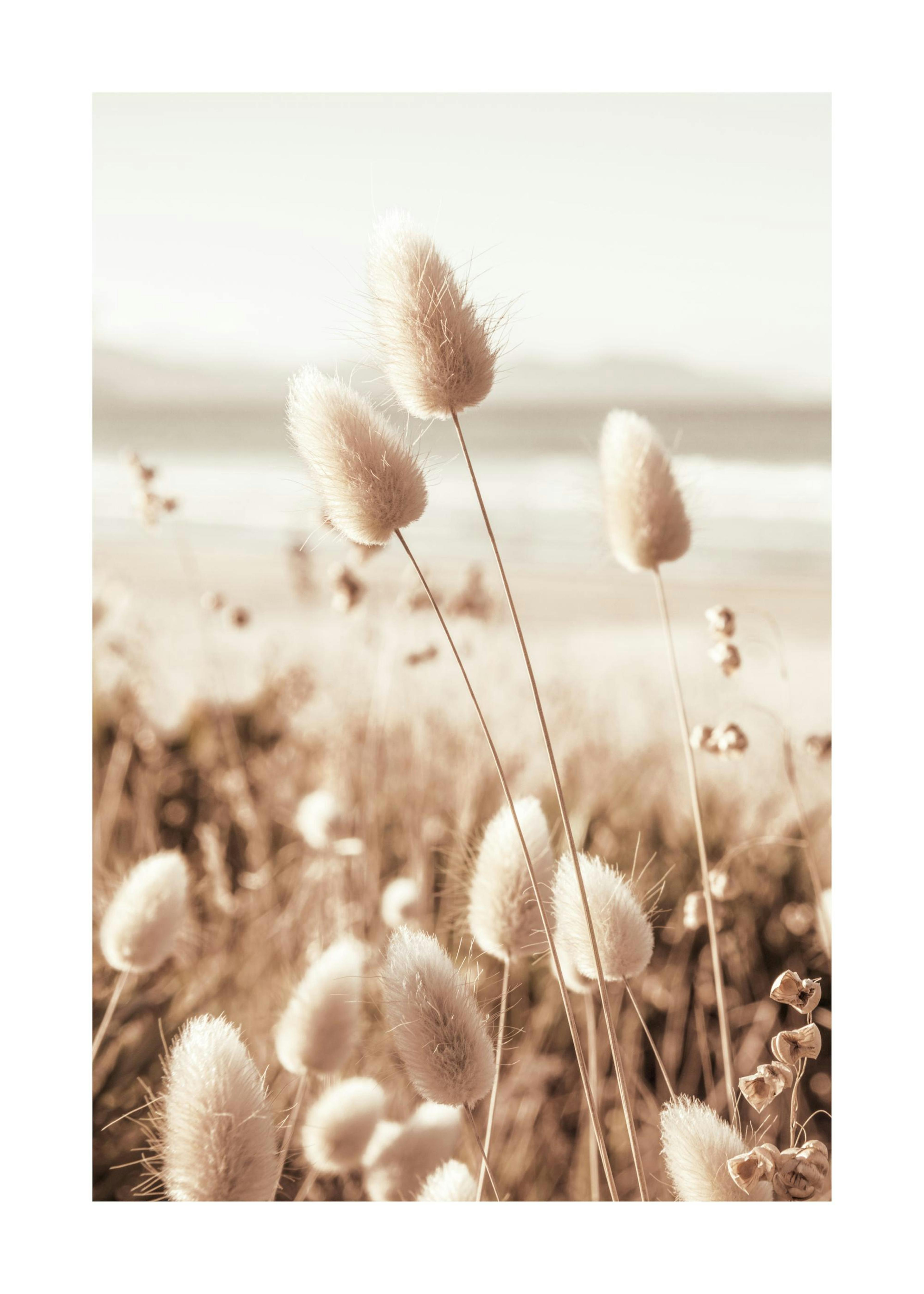 Spiaggia erba Poster 0