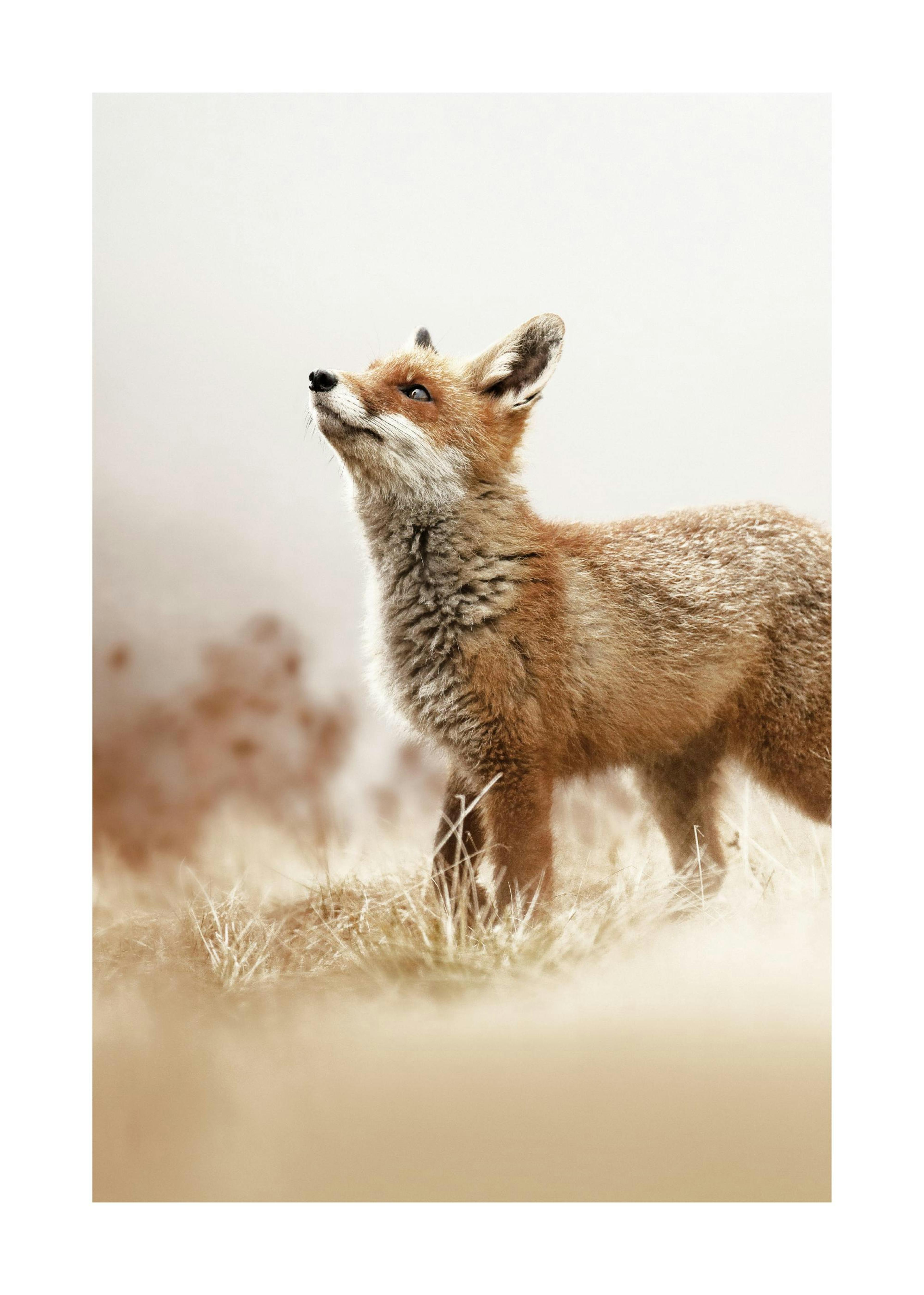 Fox Poster 0