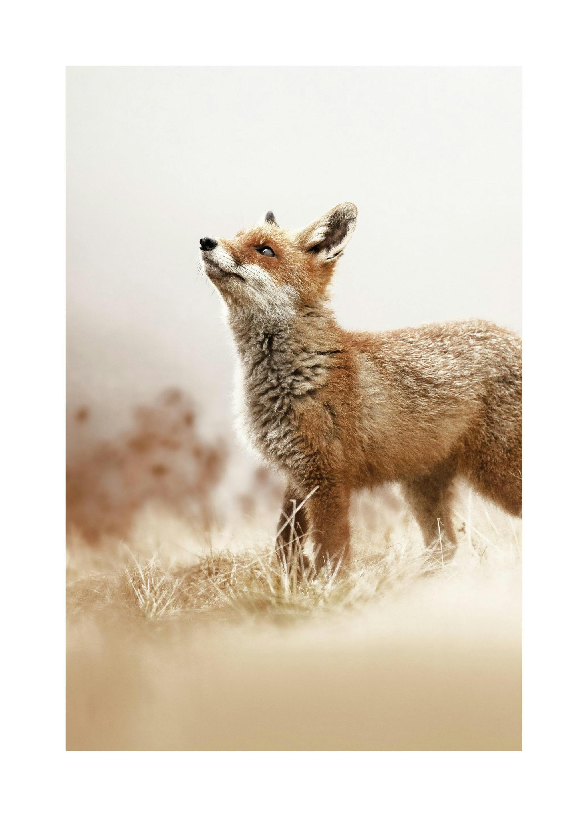 Vos Poster (50x70 cm) - Poster Store