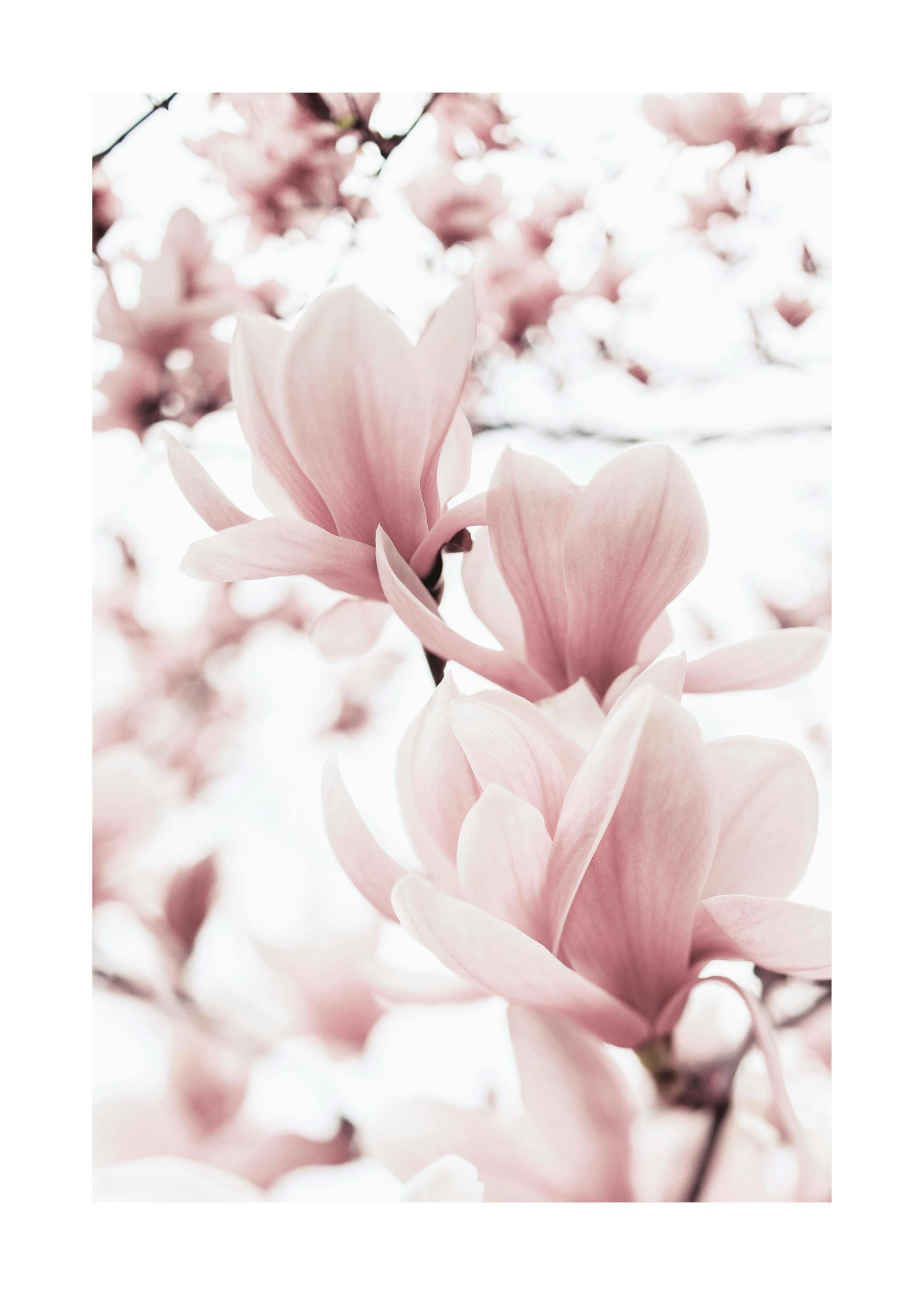 Plakat Gałęzie Magnolii 0