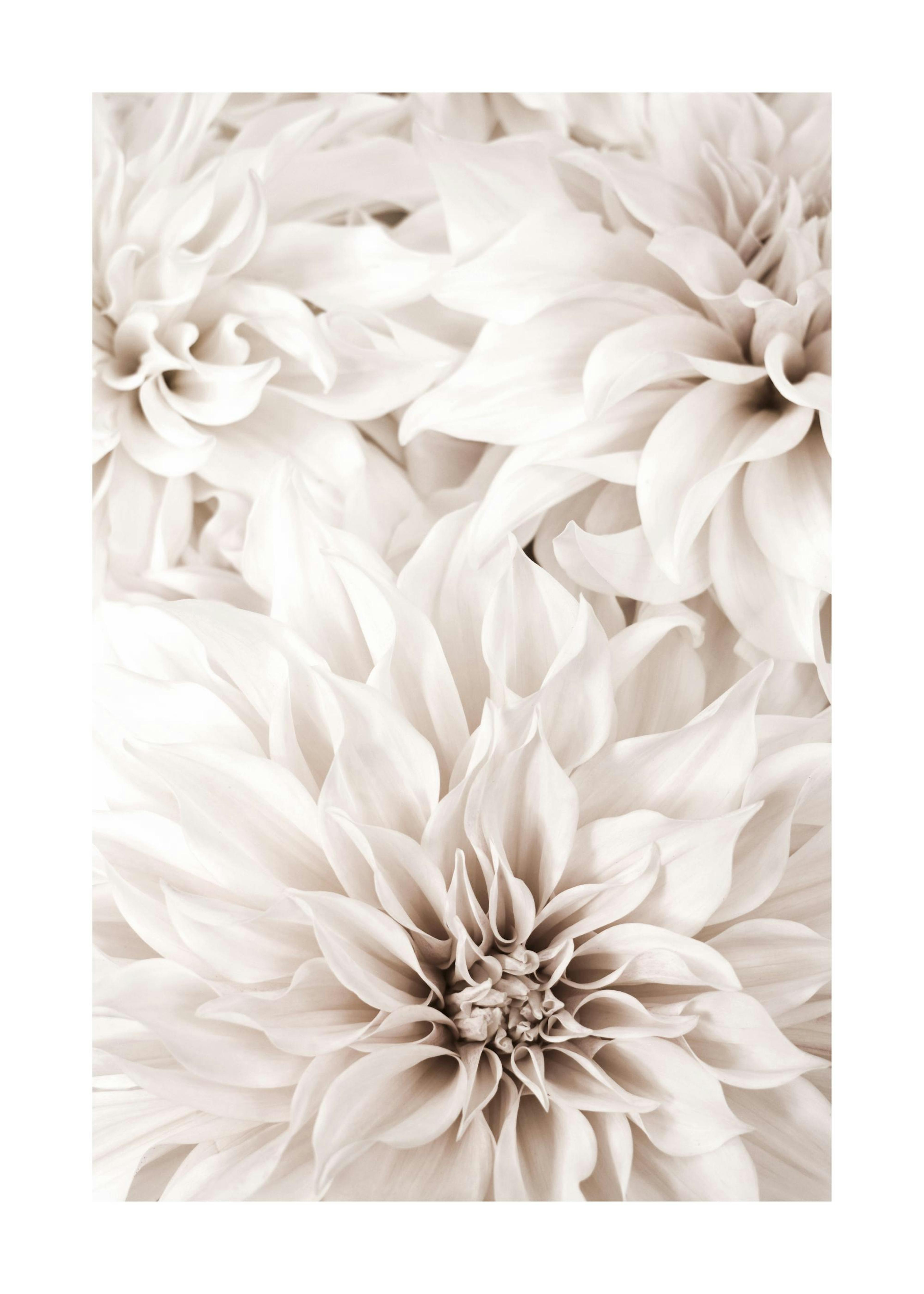Dalia Poster 0