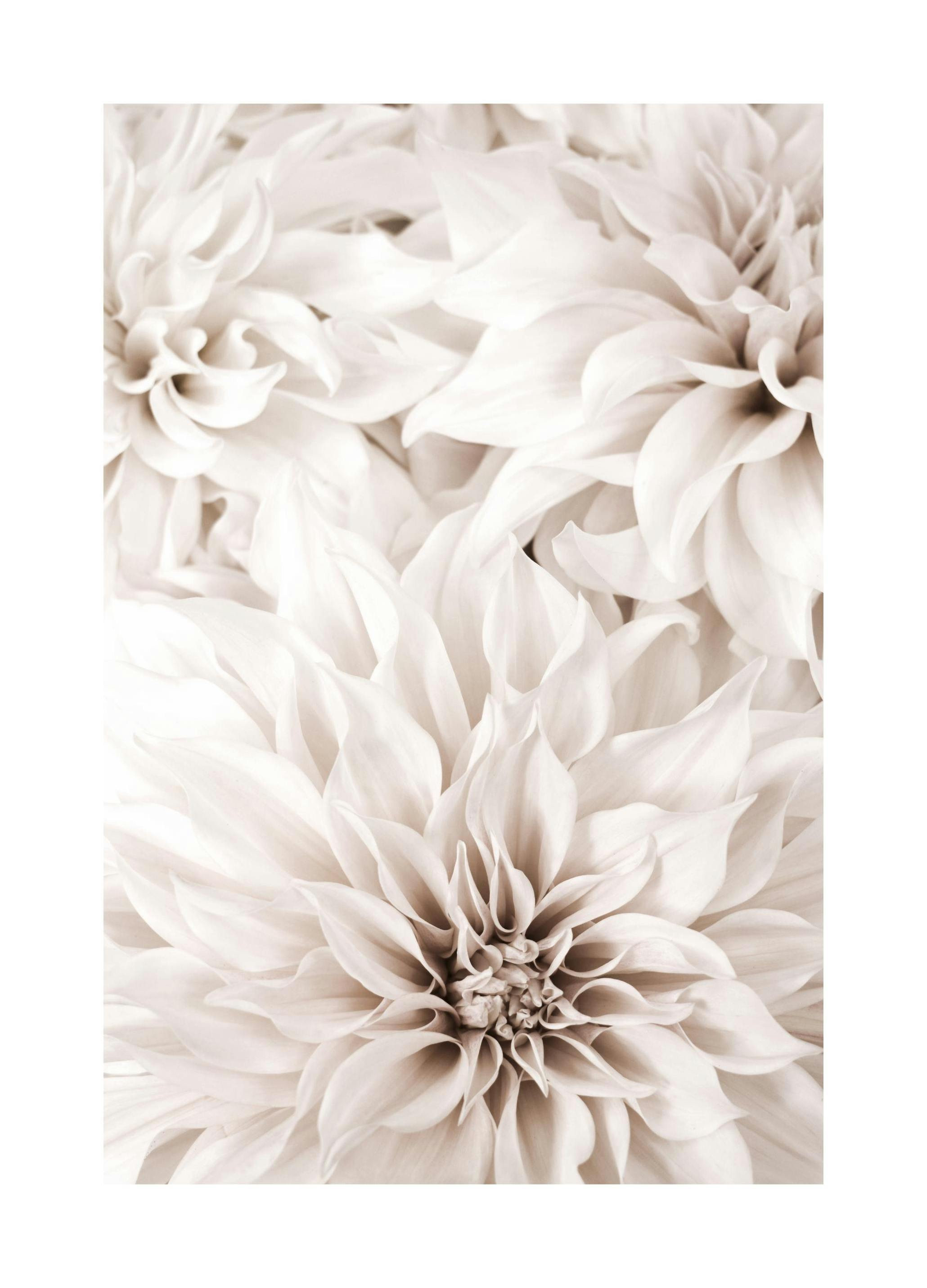 Dahlia Poster (50x70 cm) - Poster Store
