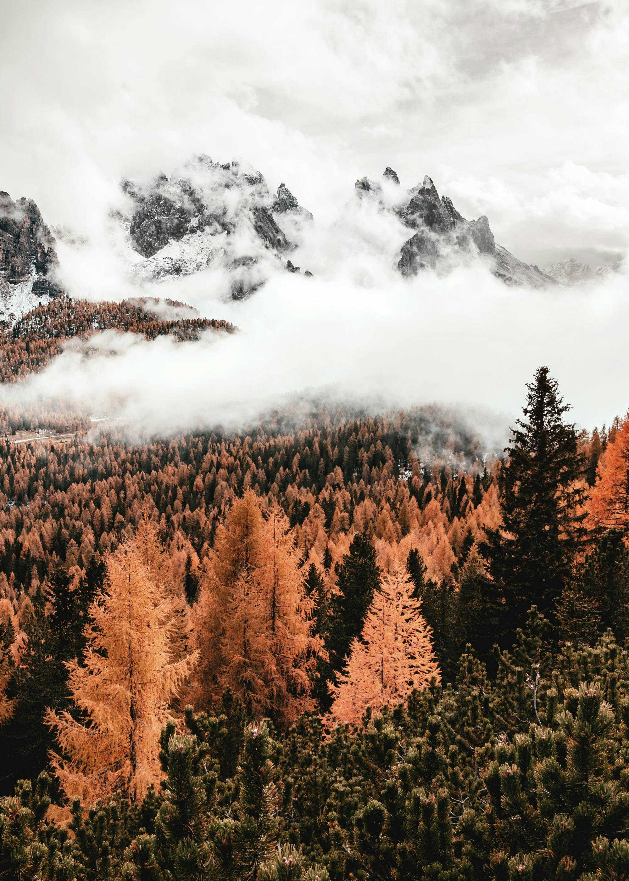 Nuvole Foresta Poster 0