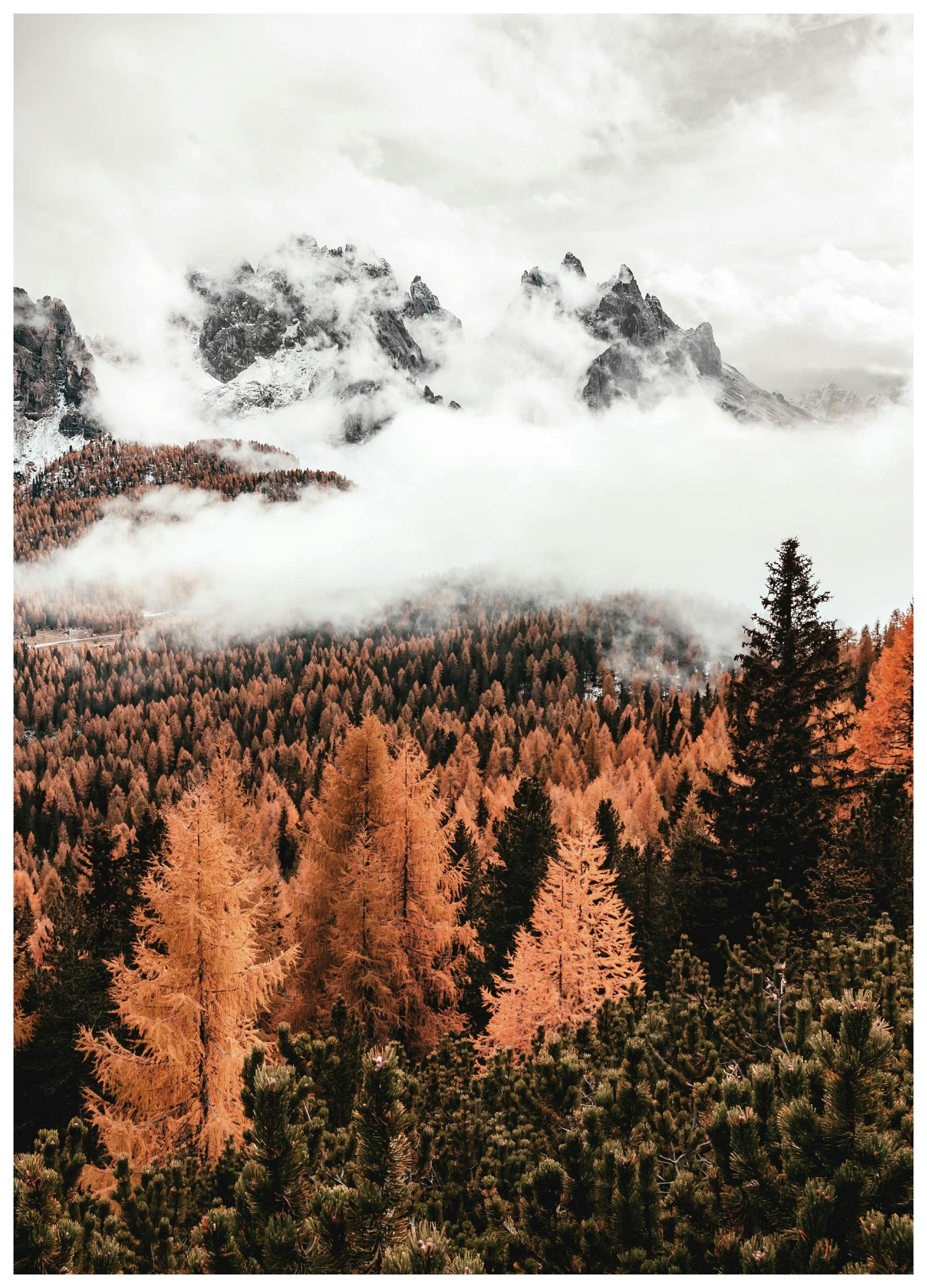 Nuages sur la Forêt Poster (50x70 cm) - Poster Store