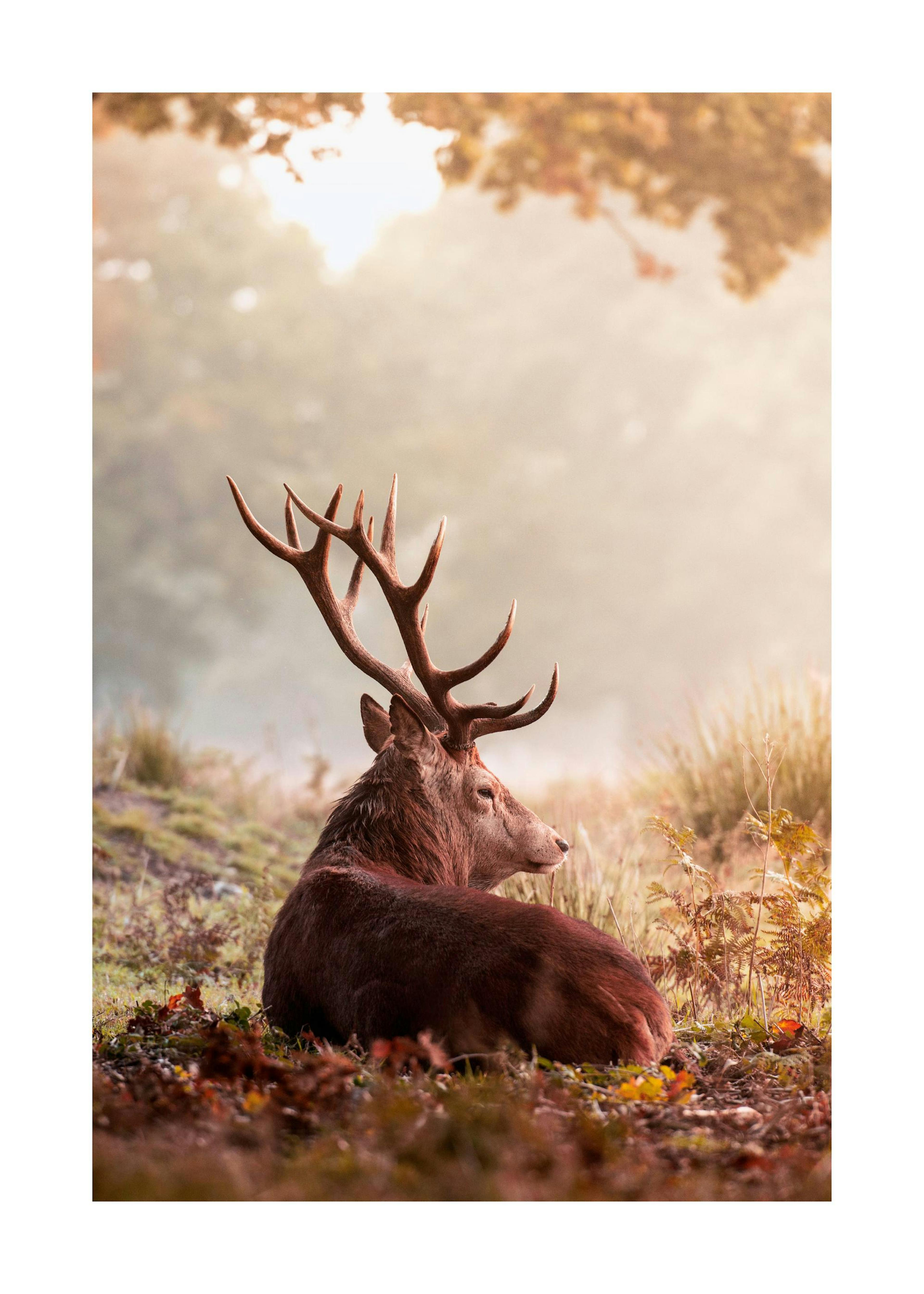 Red Deer Poster 0
