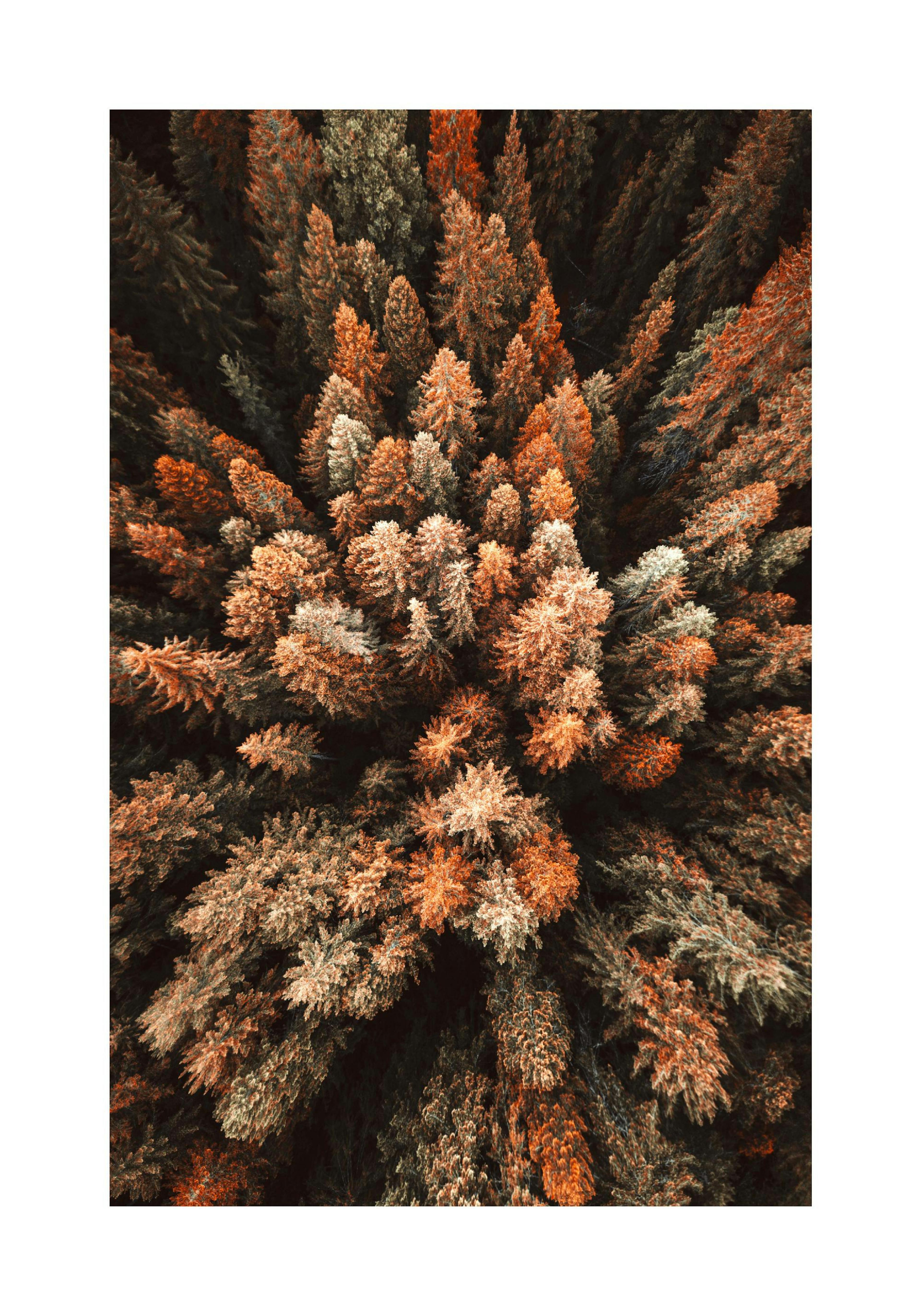 Autumn Forest Poster thumbnail