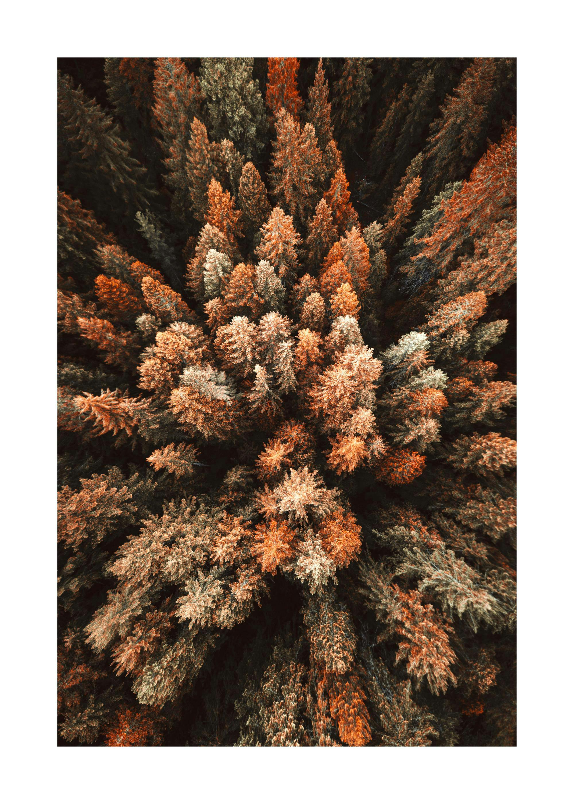 Autumn Forest Poster 0