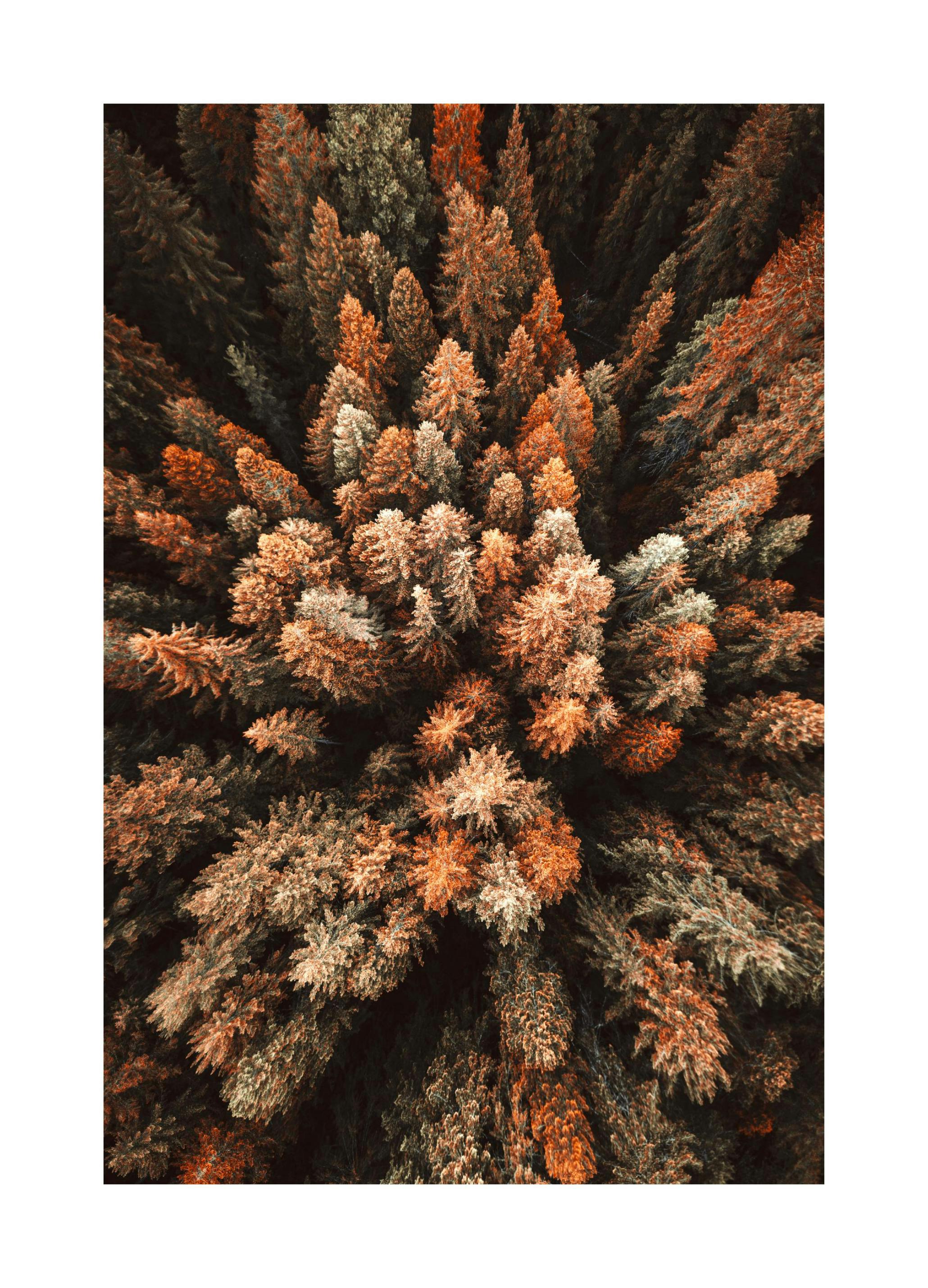 Forêt d'Automne Poster (30x40 cm) - Poster Store