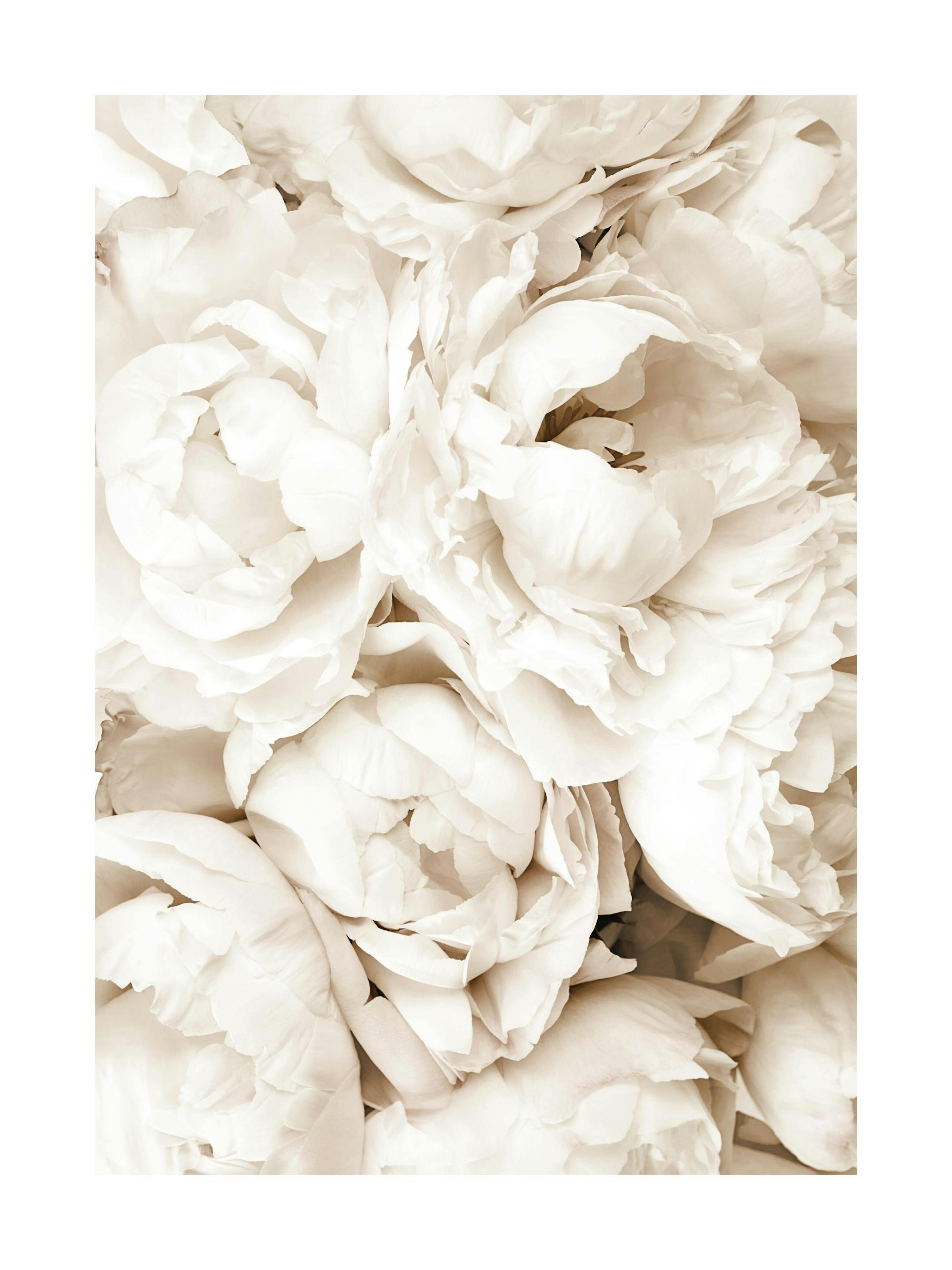 Peonias blancas Póster 0