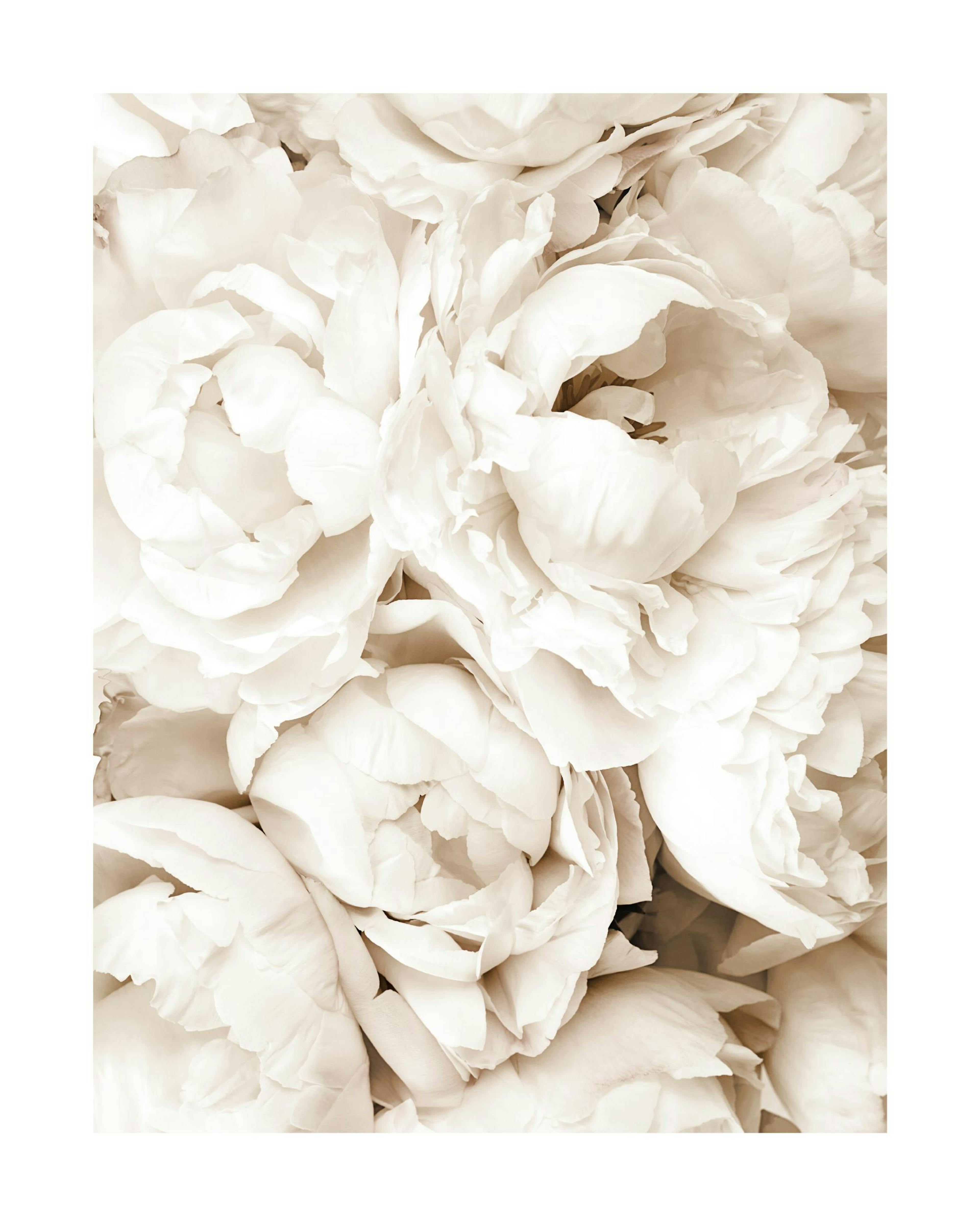 Pivoines Blanches Poster 0